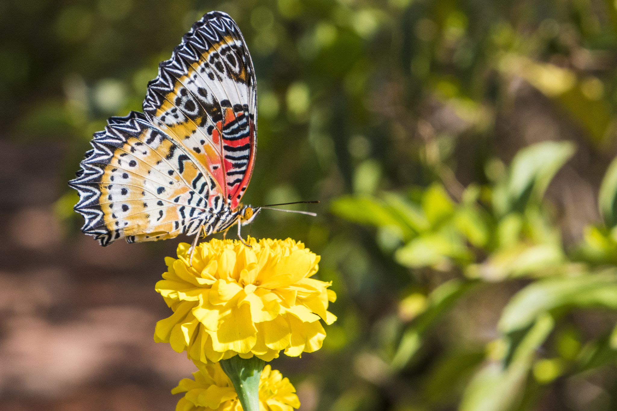 Nikon D500 sample photo. Butterfly , mayamar photography