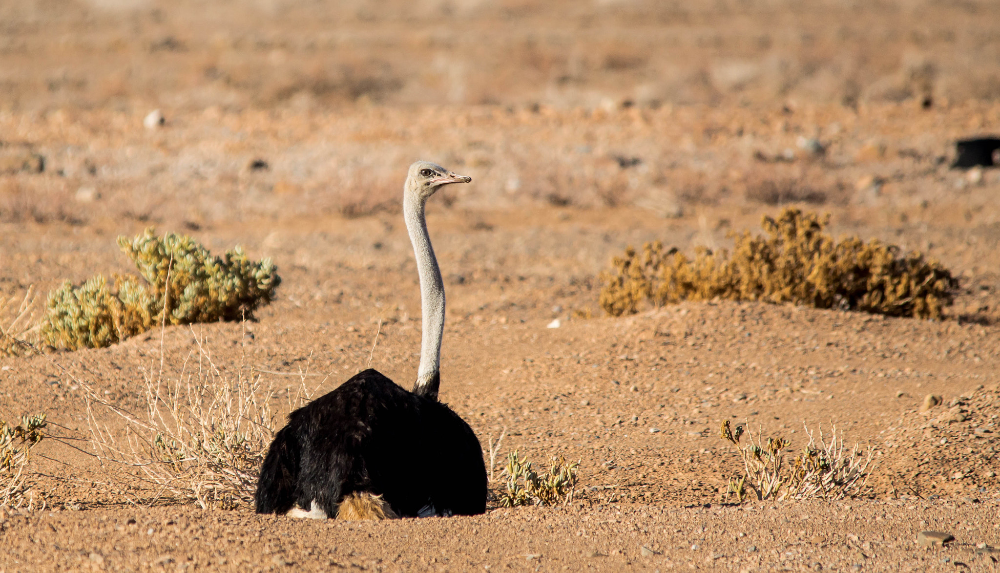 Nikon D3200 sample photo. Ostrich photography