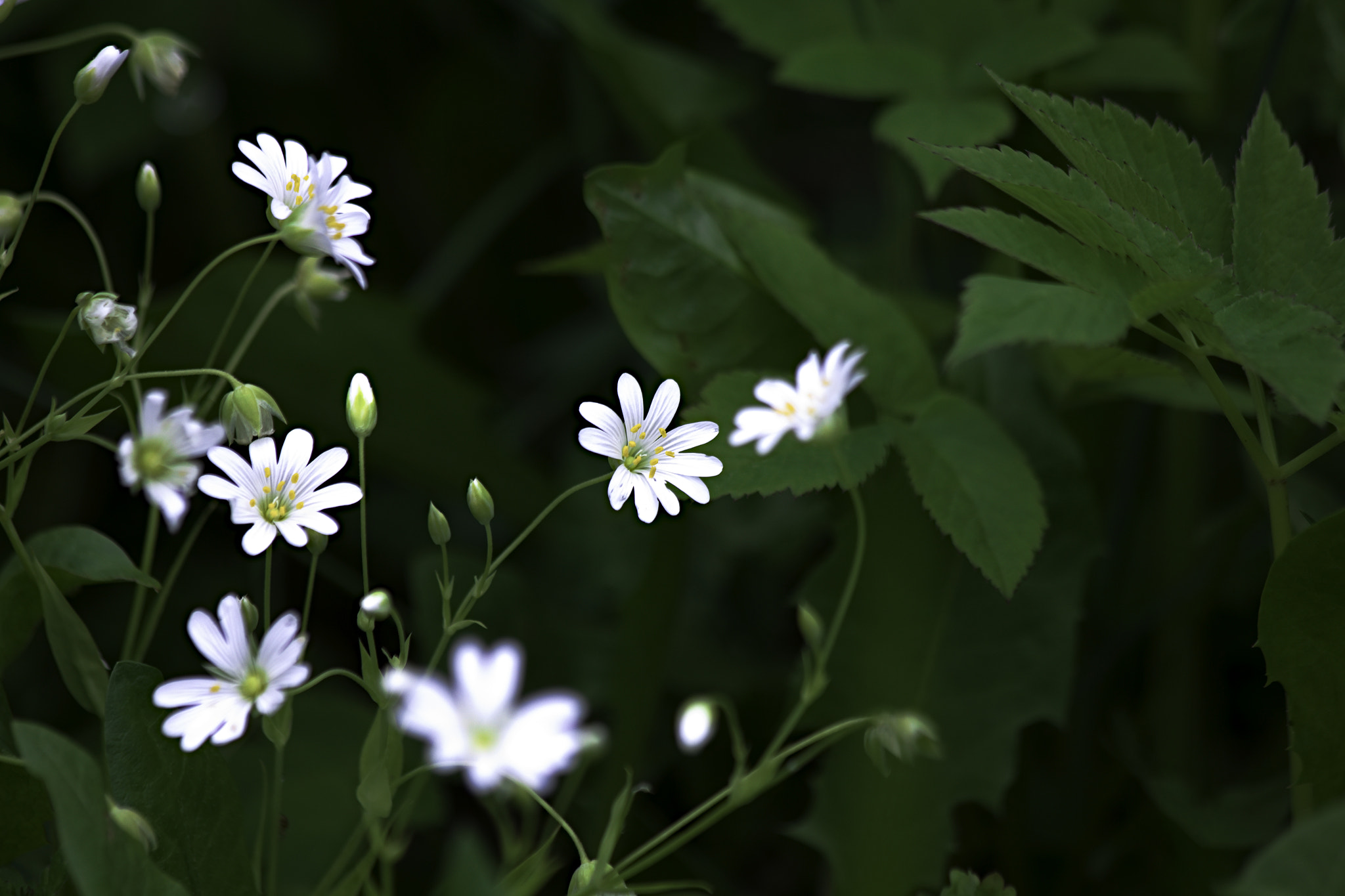 Canon EOS 550D (EOS Rebel T2i / EOS Kiss X4) sample photo. Kas sleepjas zaalee photography