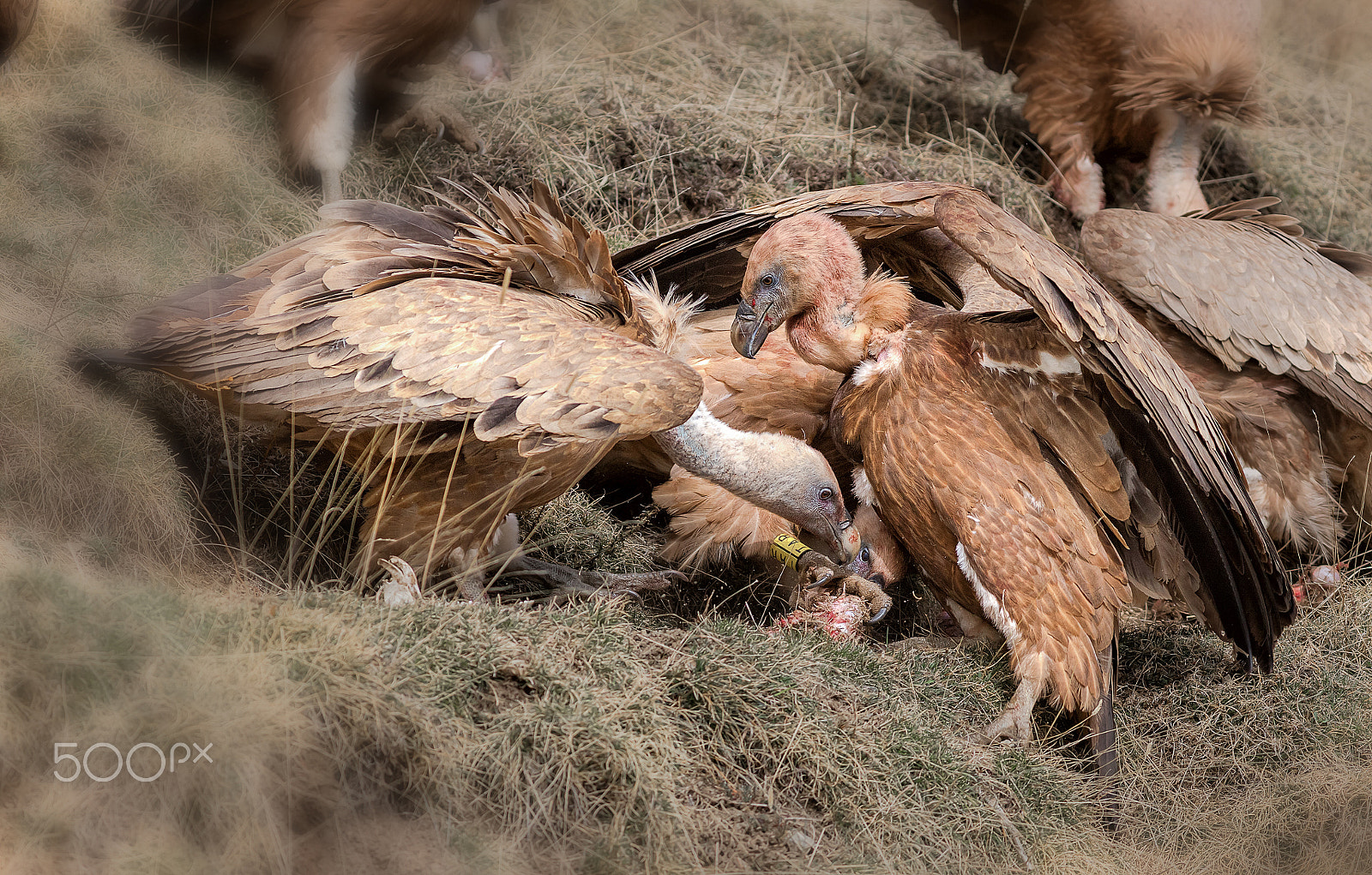 Canon EOS-1D X sample photo. Vautours photography