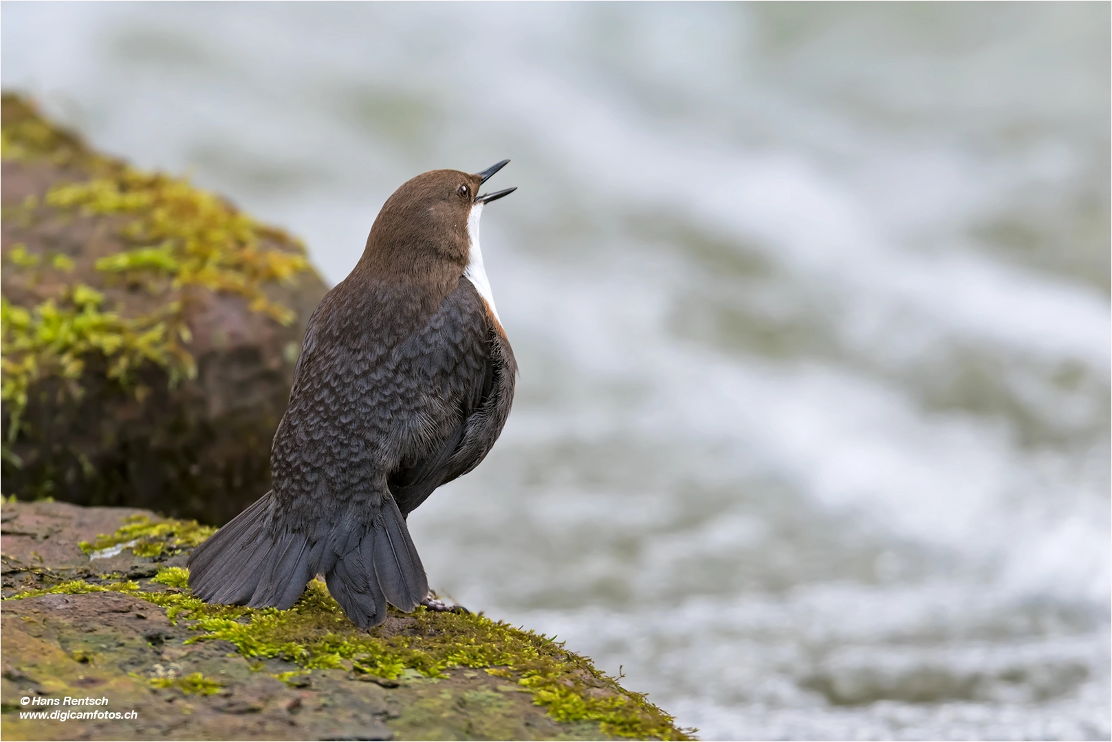 Nikon AF-S Nikkor 600mm F4E FL ED VR sample photo. Wasseramsel am balzen photography
