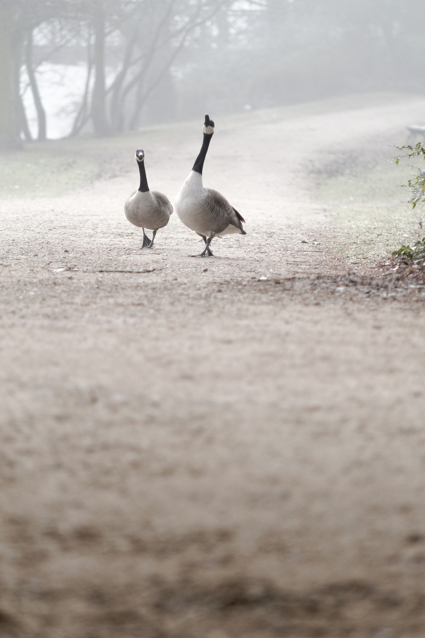 Nikon D3100 sample photo. Goose photography