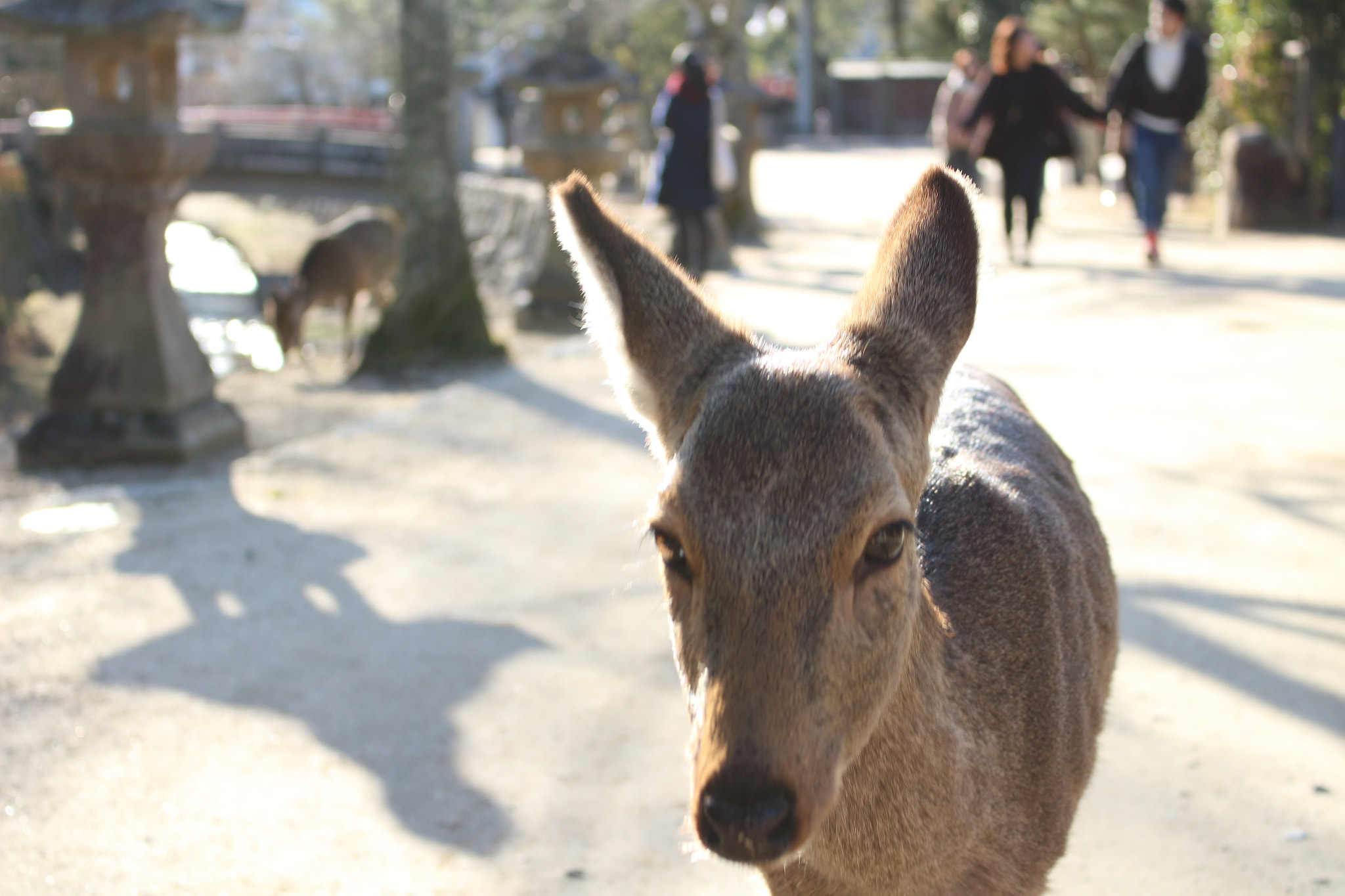 Canon EOS 100D (EOS Rebel SL1 / EOS Kiss X7) sample photo. 宮島「鹿」 photography