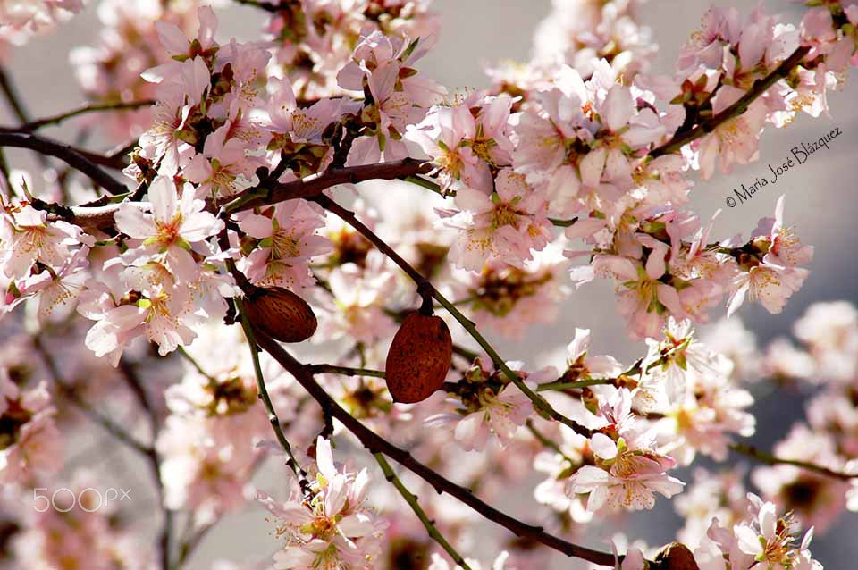 Nikon D40 sample photo. Despuntes de primavera photography