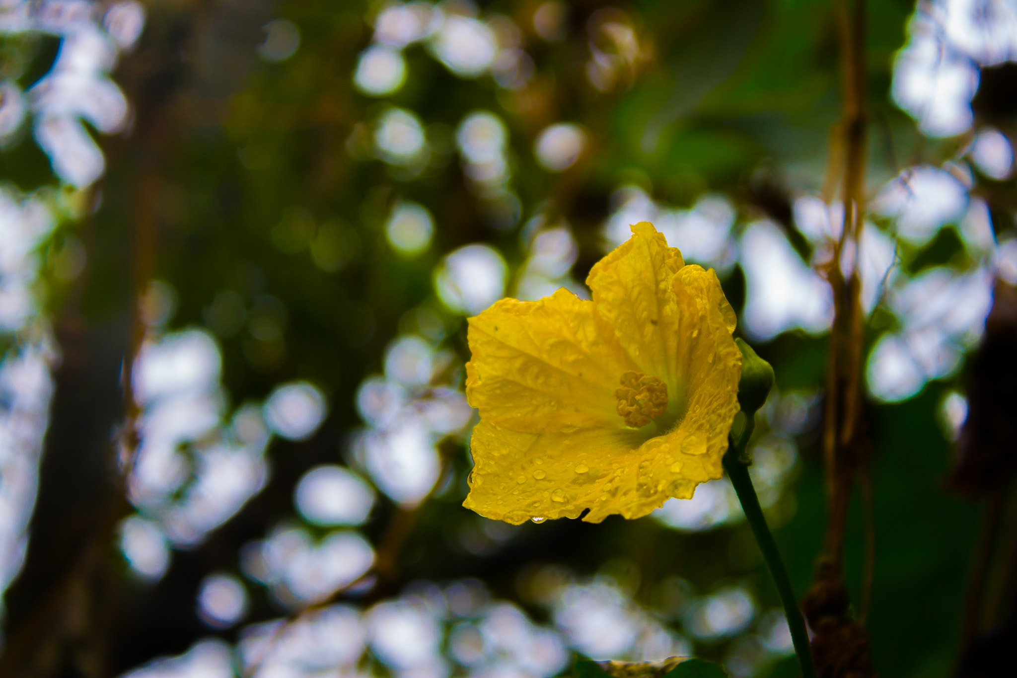 Canon EOS 30D sample photo. Img photography