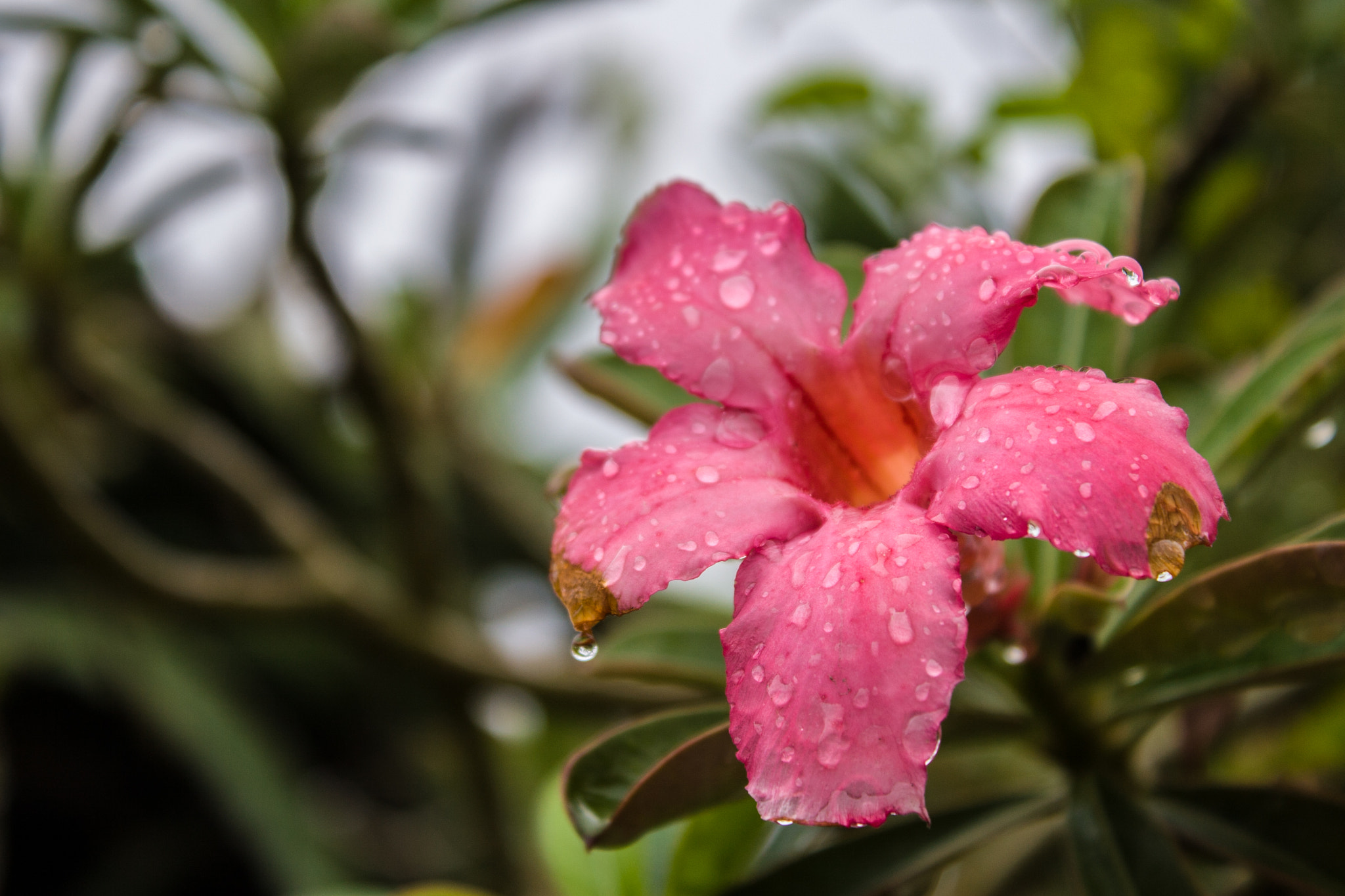 Canon EOS 30D sample photo. Img photography