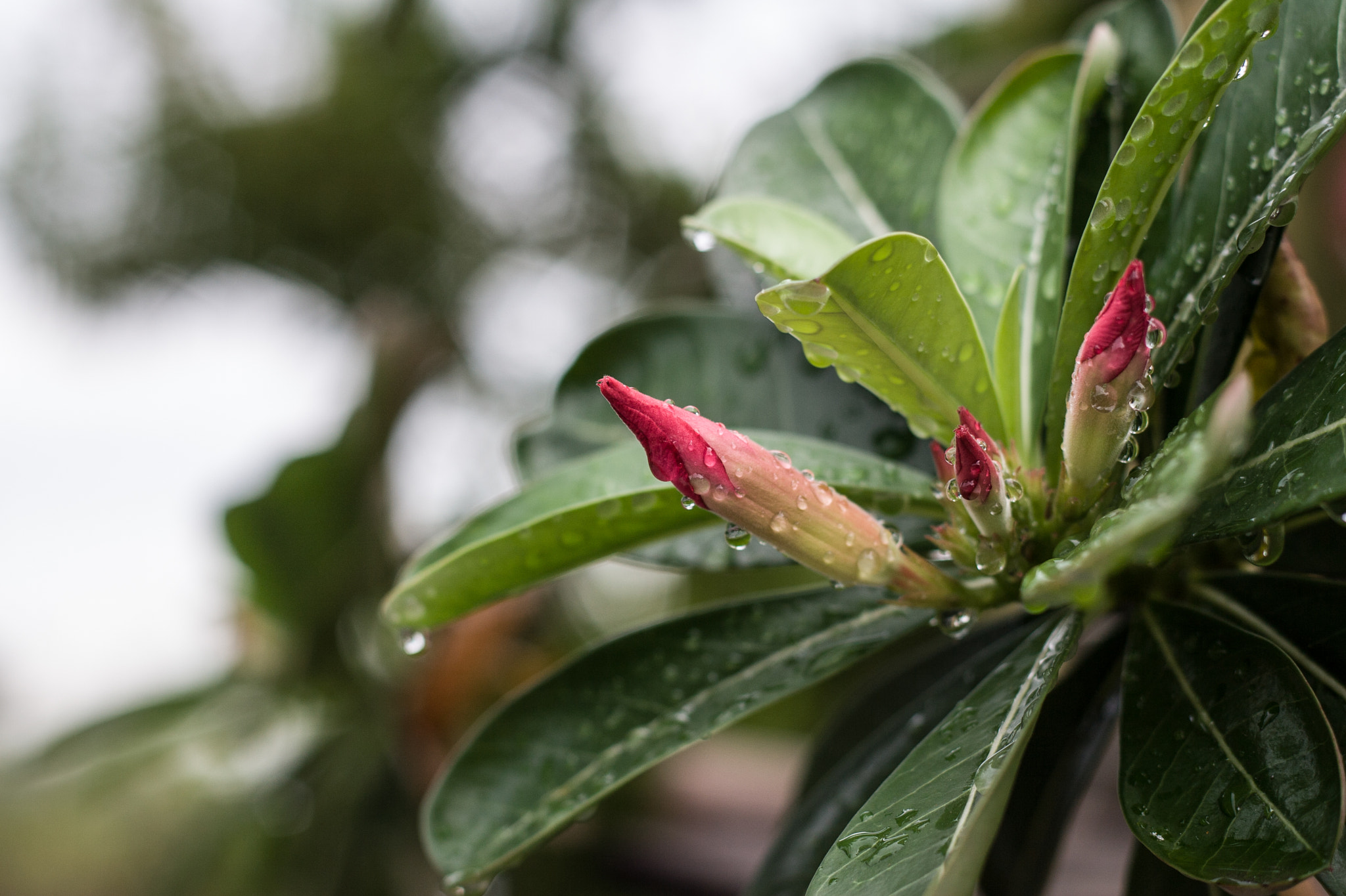 Canon EOS 30D + Canon EF 50mm F1.8 II sample photo. Img photography