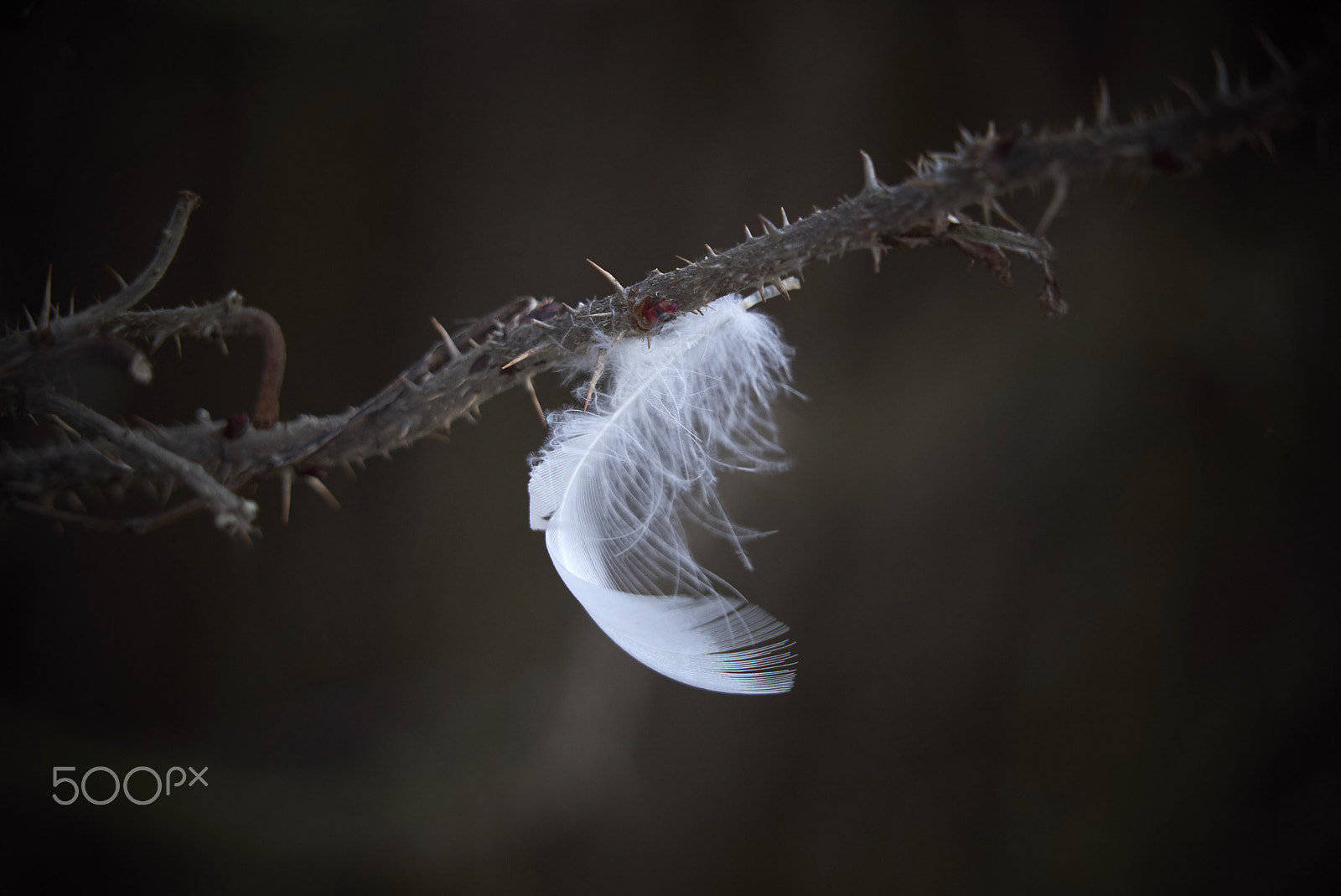 Sony a7S sample photo. Little feather photography
