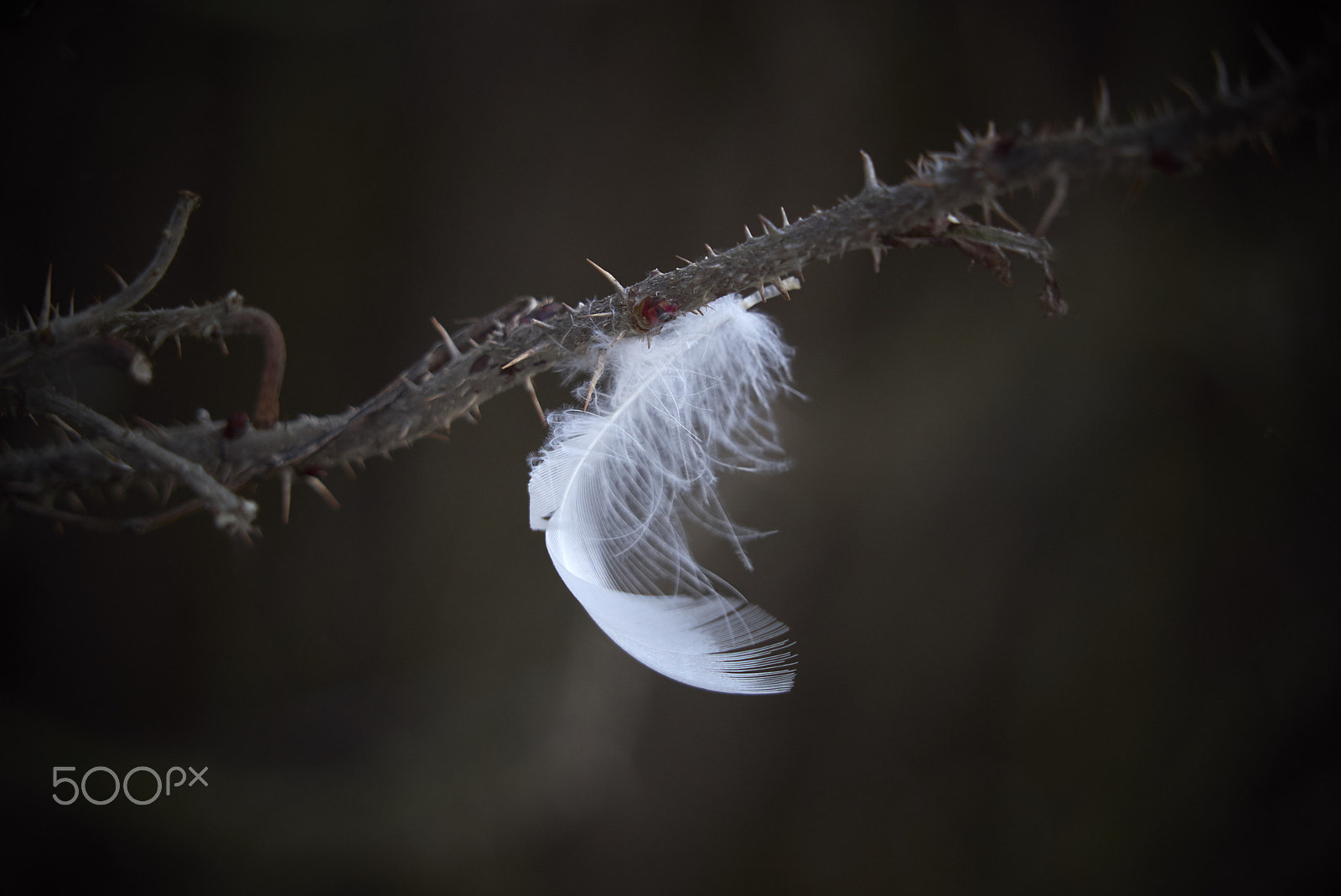 Sony FE 24-240mm F3.5-6.3 OSS sample photo. Little feather photography