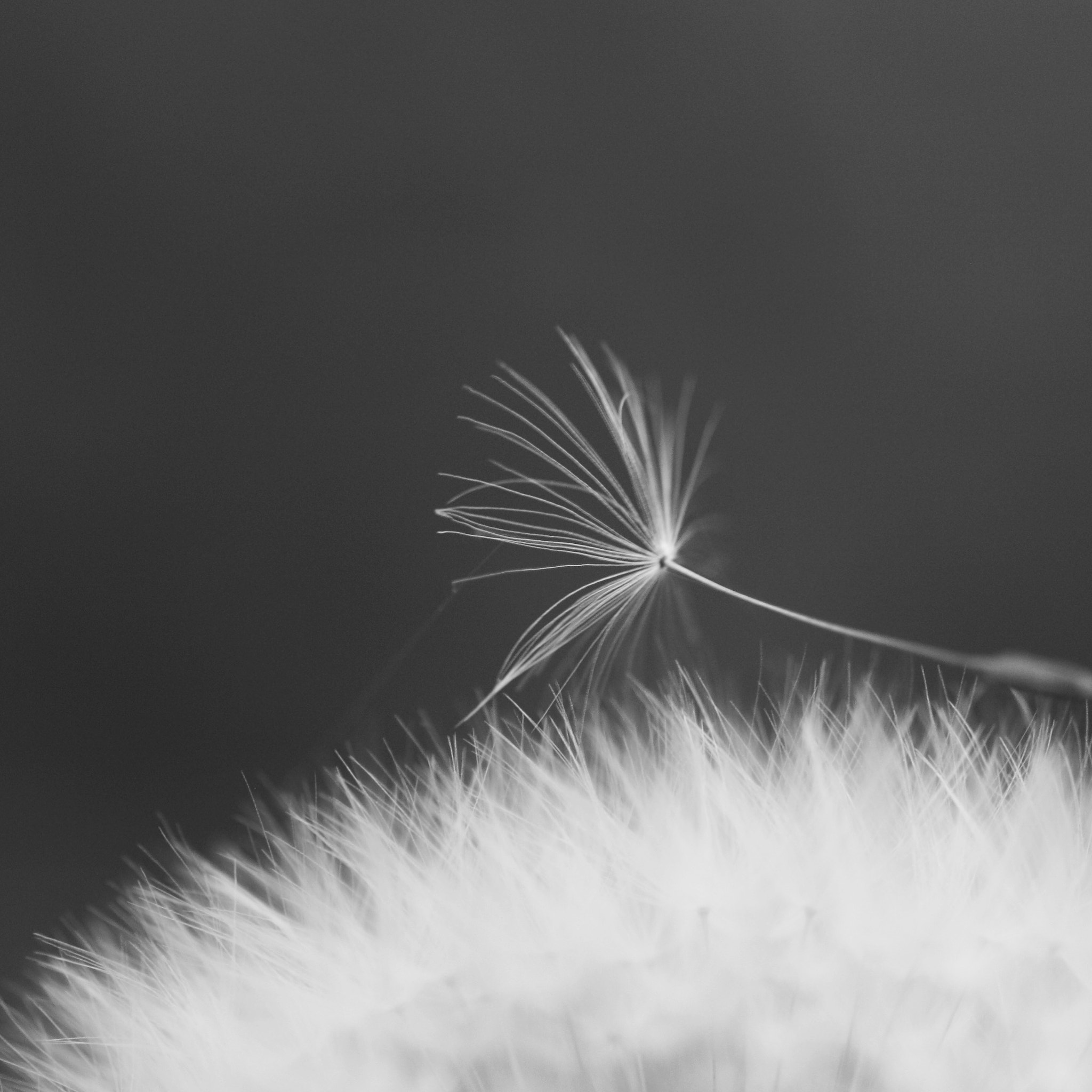 Sigma 105mm F2.8 EX DG OS HSM sample photo
