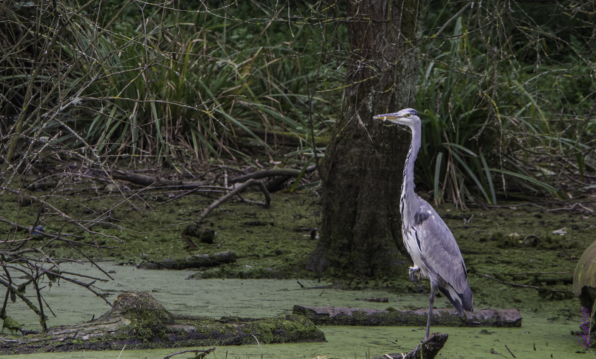 Nikon D7200 + Sigma 70-200mm F2.8 EX DG OS HSM sample photo. Garza real photography