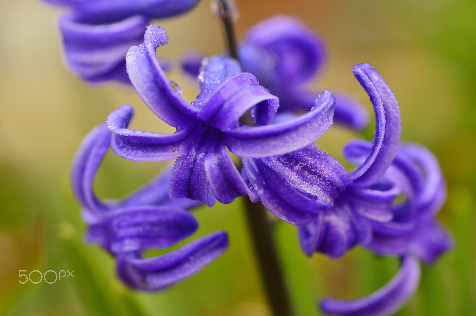 AF Micro-Nikkor 55mm f/2.8 sample photo. Nature......spring flower photography