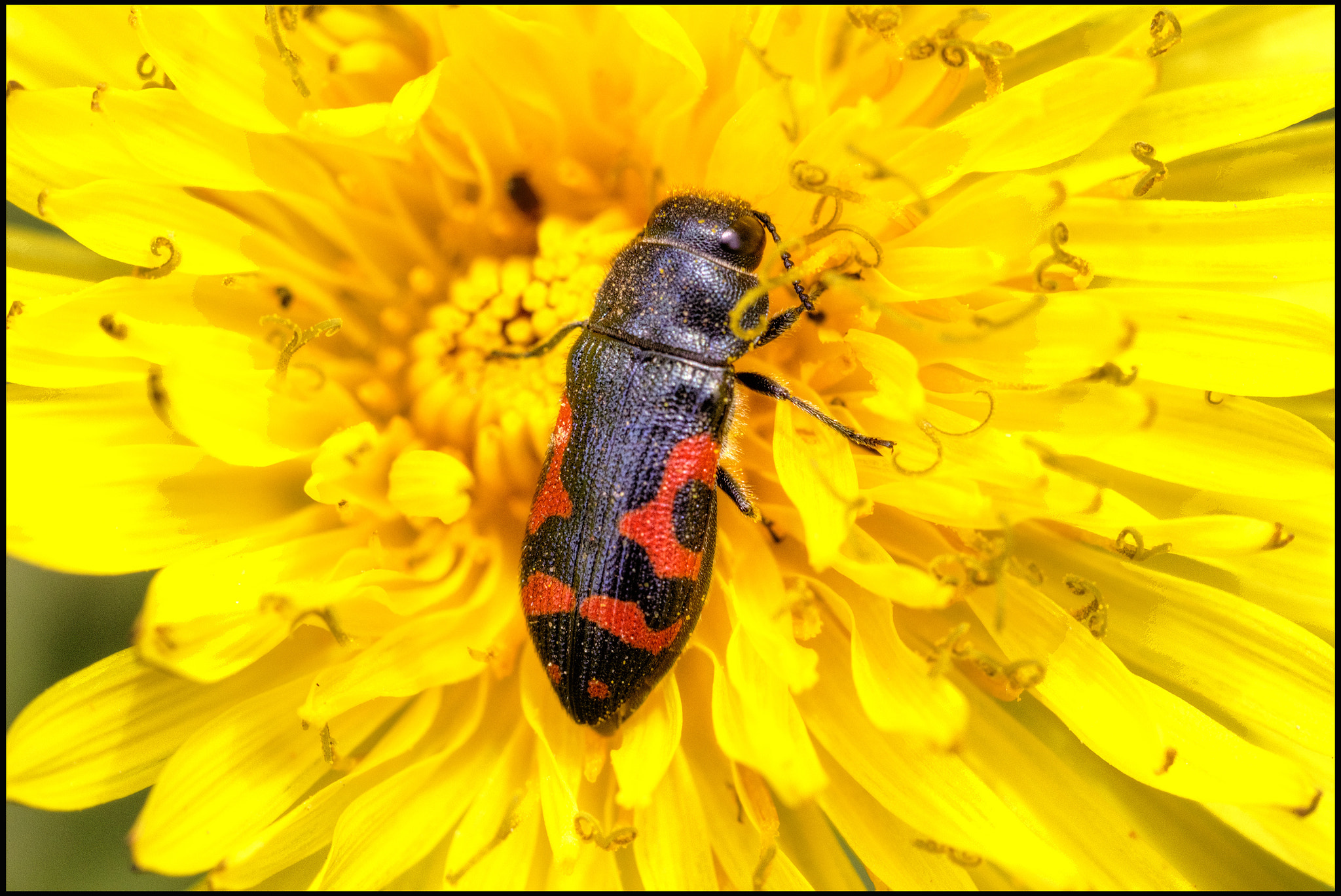 Canon EF-S 60mm F2.8 Macro USM sample photo. Close up spring.. photography