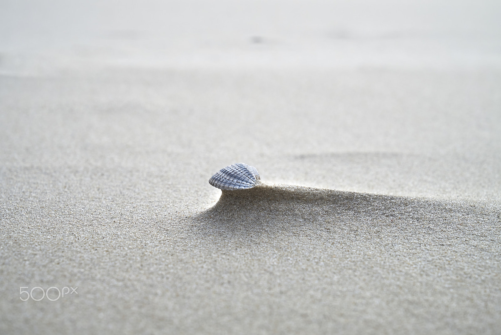 Sony a7S sample photo. Shell on a sandy beach - side view photography