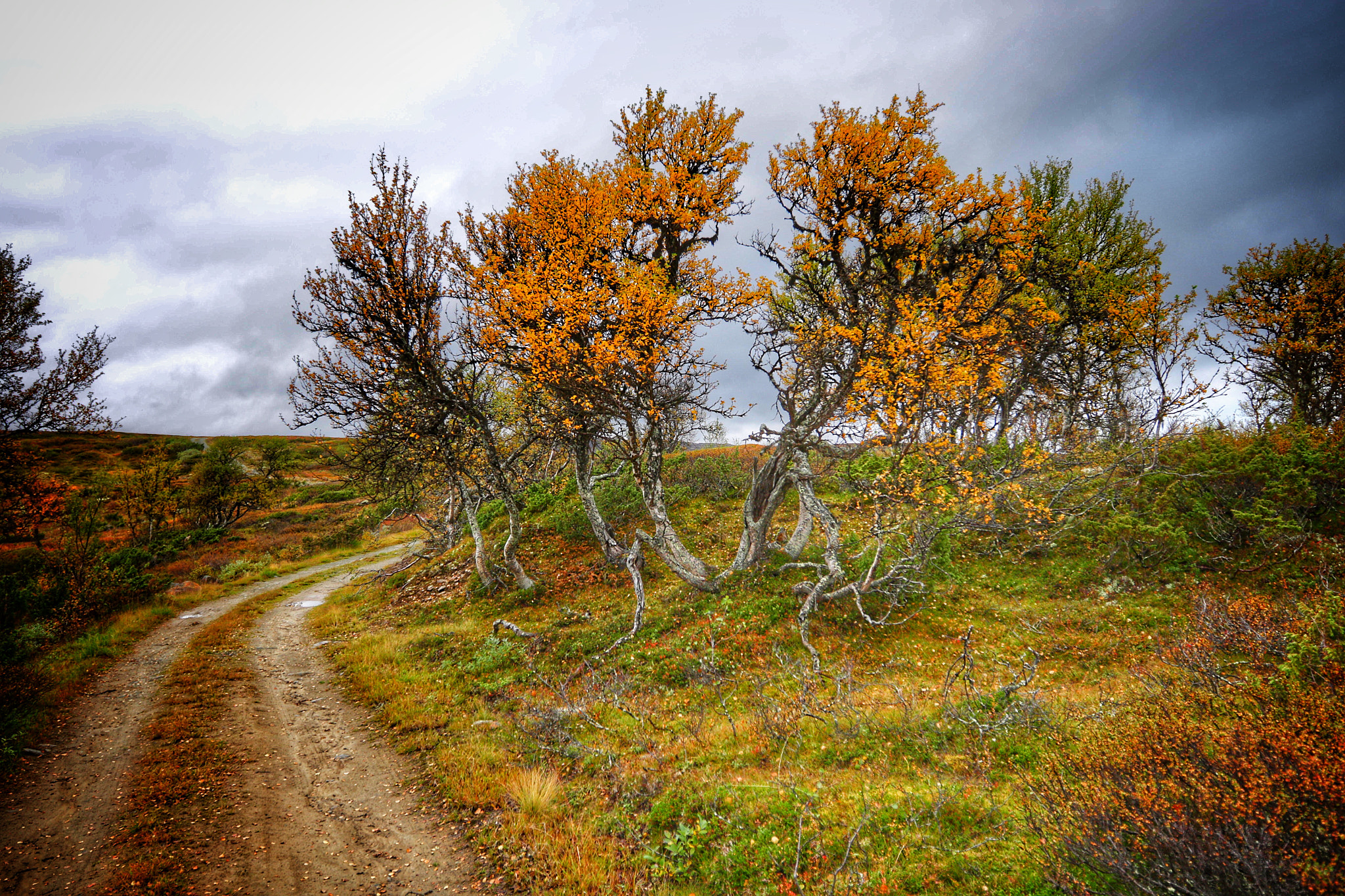 Canon EOS 7D Mark II + Canon EF 16-35mm F2.8L II USM sample photo. Forollhogna national park norway photography