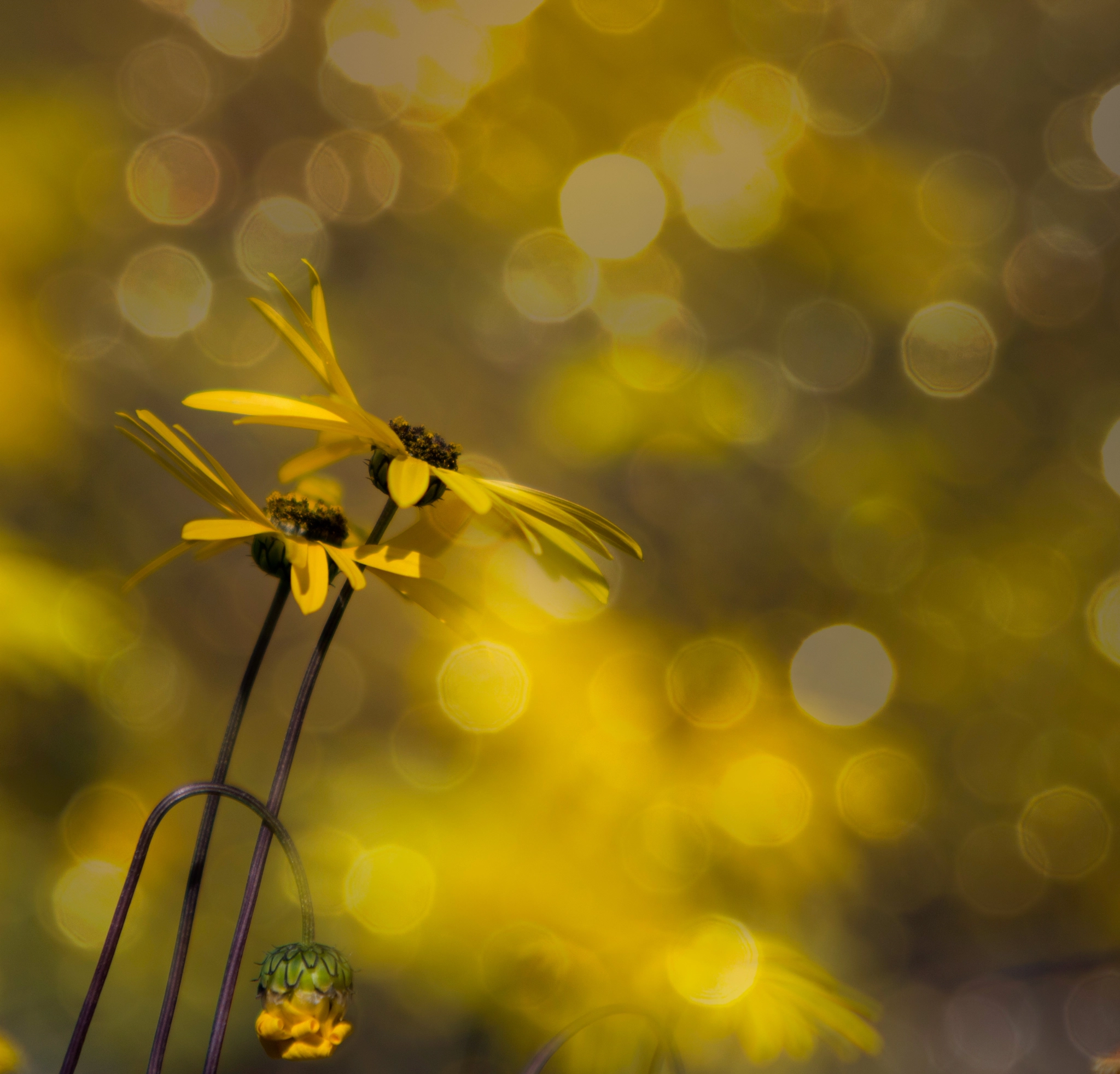 Canon EF 70-200mm F2.8L USM sample photo. Daisy pair and bokeh photography