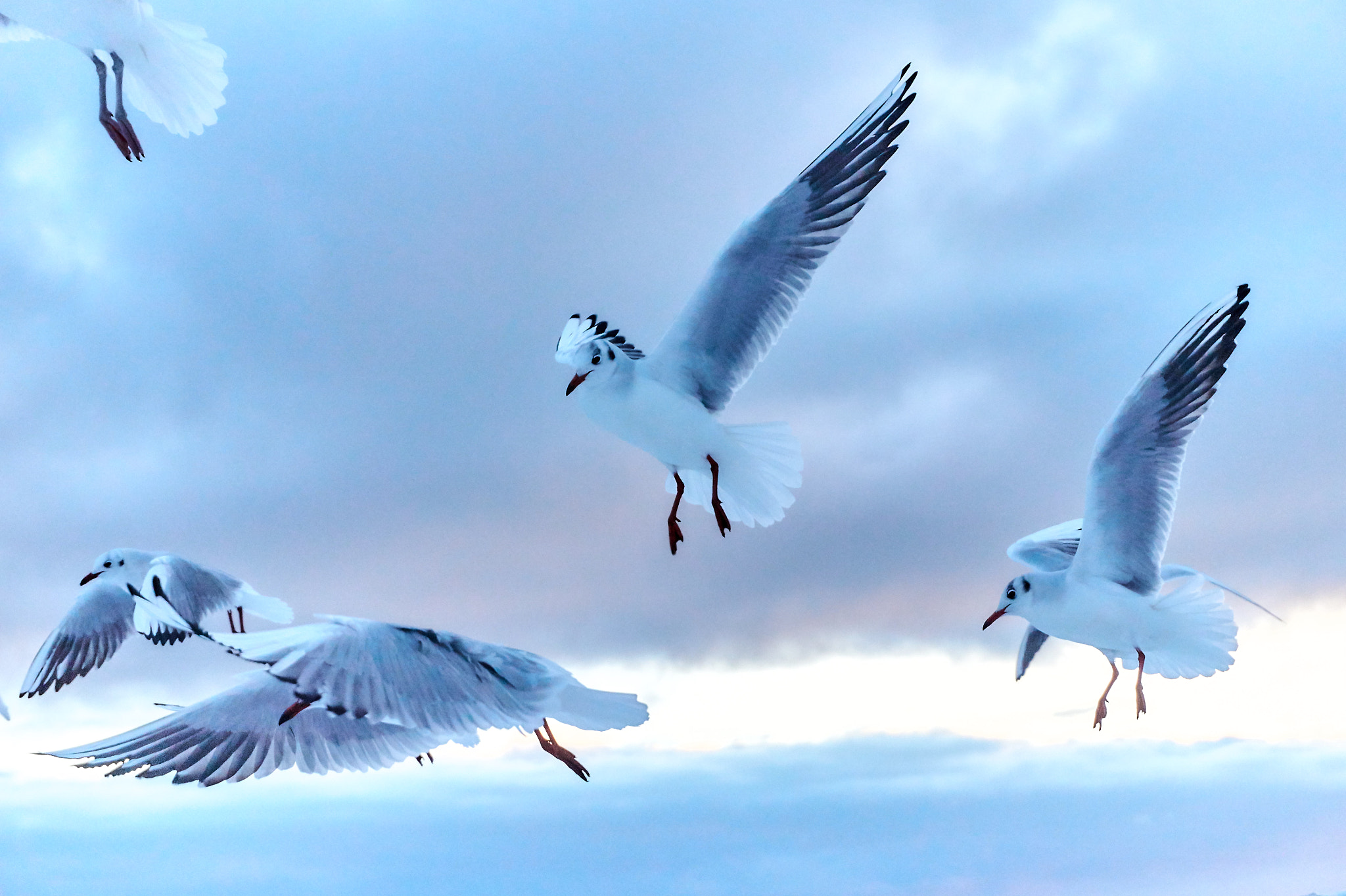 Sony Alpha a5000 (ILCE 5000) sample photo. Seagulls photography