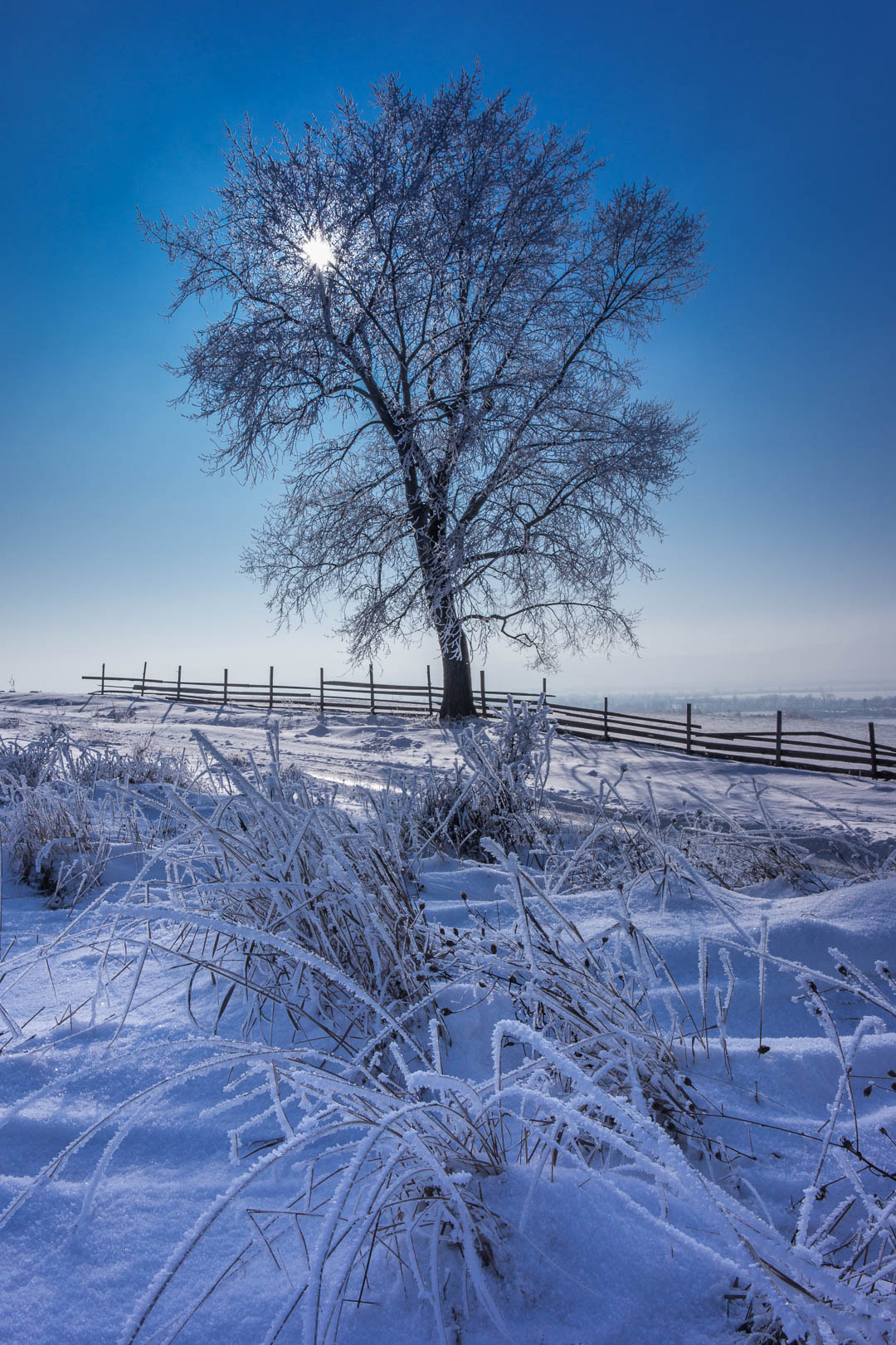 Samsung NX1100 sample photo. Frosty day photography