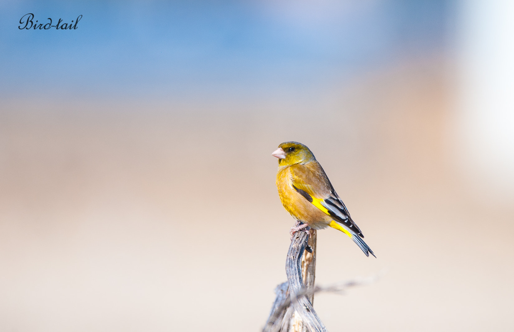Sigma 150-600mm F5-6.3 DG OS HSM | C sample photo. Oriental greenfinch (korea) photography