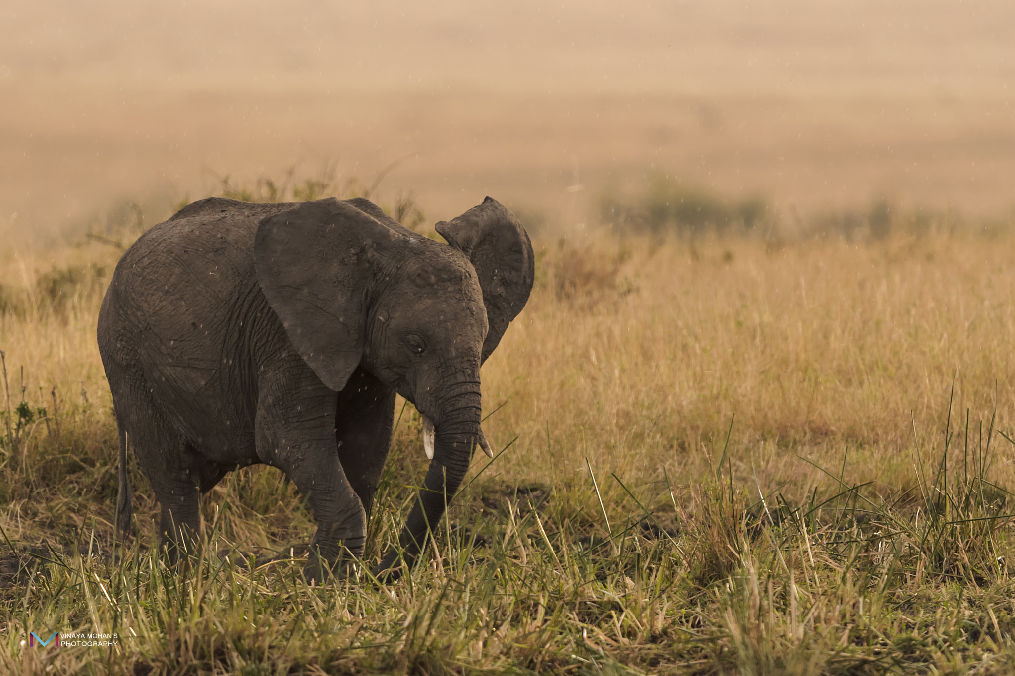 Nikon D4S + Nikon AF-S Nikkor 500mm F4G ED VR sample photo. Elephant photography