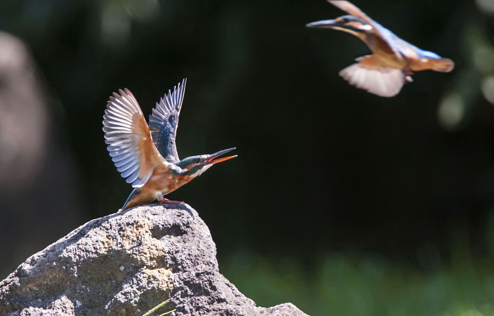 Nikon AF-S Nikkor 300mm F2.8G ED-IF VR sample photo. Kingfisher photography