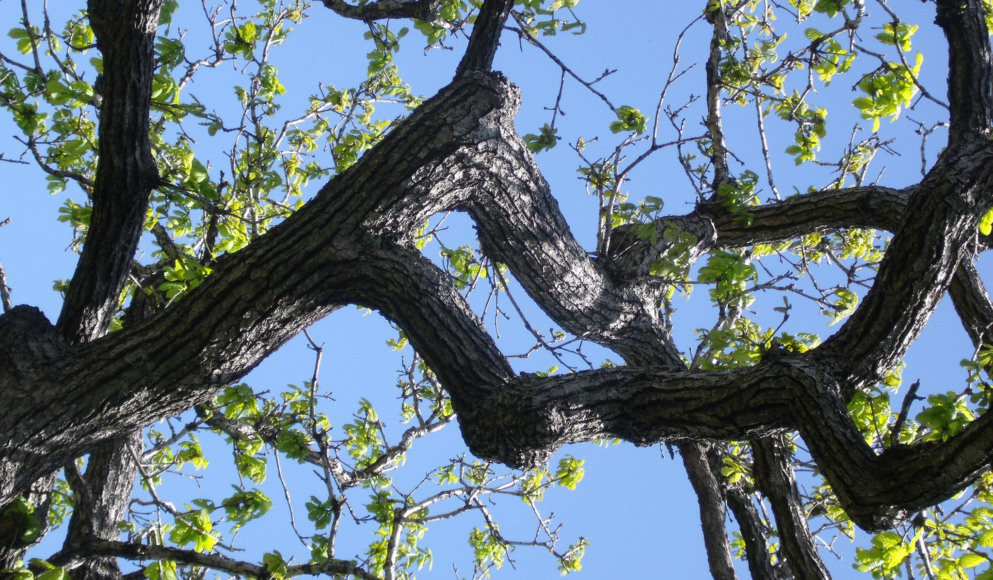 Fujifilm FinePix J110W sample photo. Oak boughs in may photography