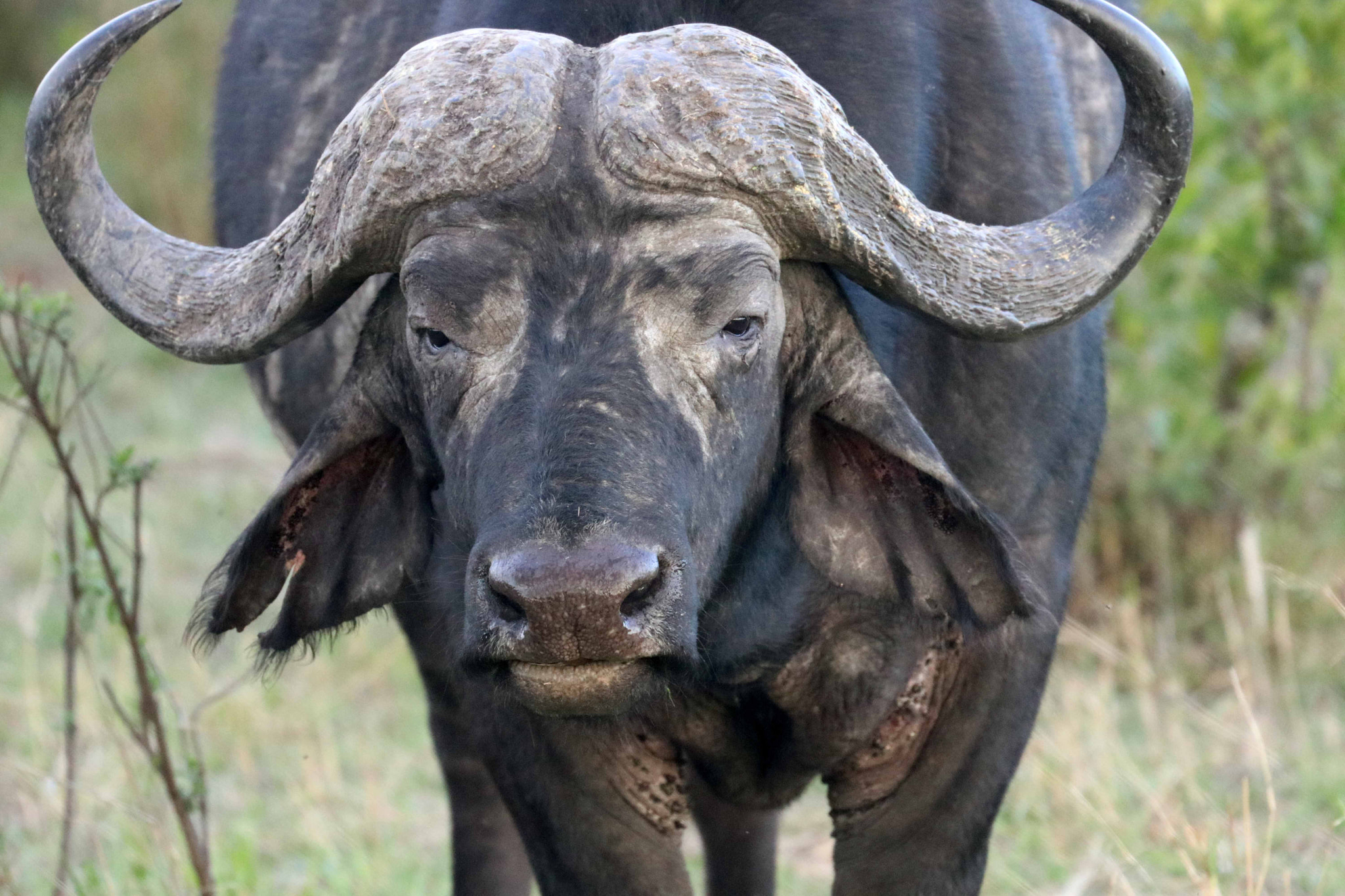 Canon EOS 80D sample photo. African buffalo in masai mara, kenya photography