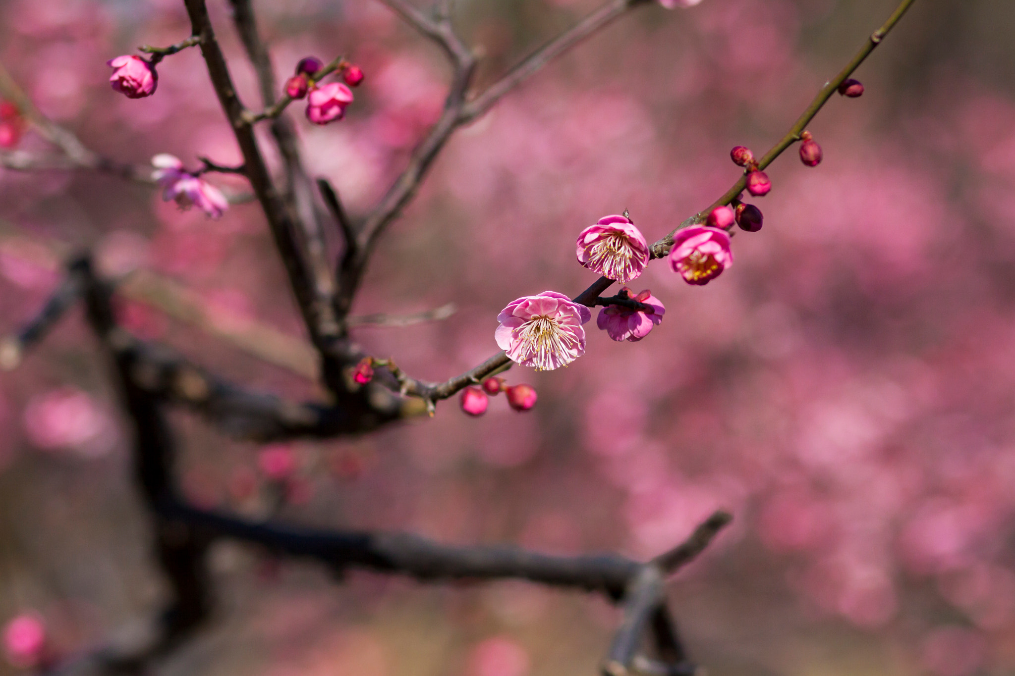 Canon EOS 50D + Canon EF 85mm F1.8 USM sample photo. Plum photography