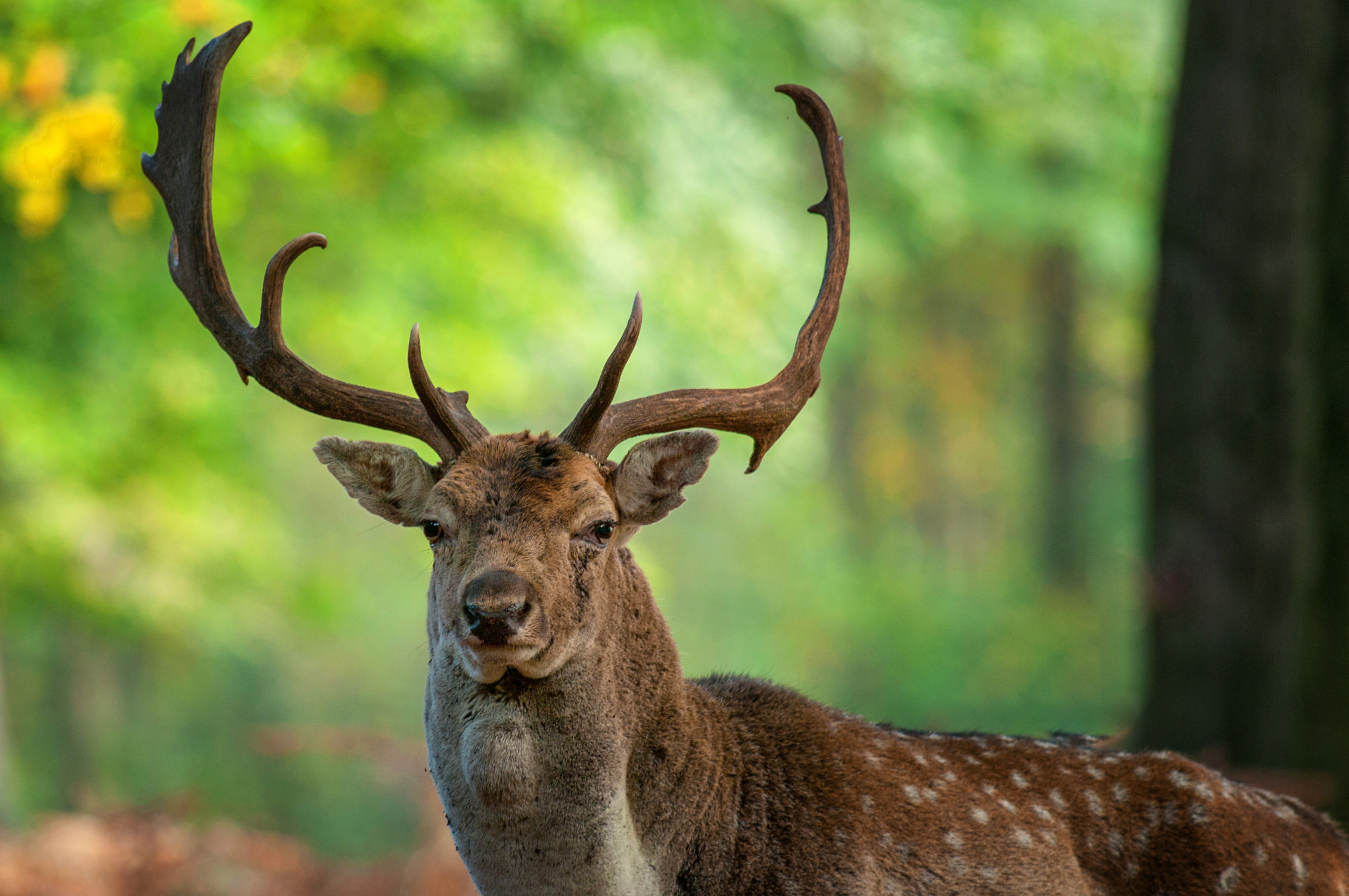 Pentax K20D + Pentax smc DA* 300mm F4.0 ED (IF) SDM sample photo. Deer photography