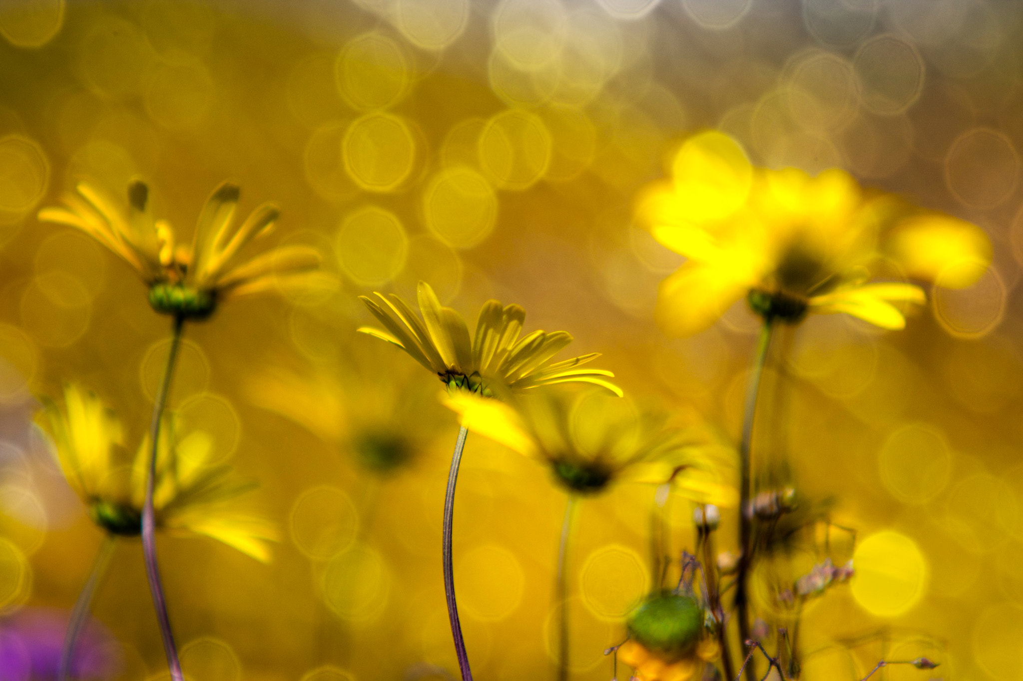 Canon EF 70-200mm F2.8L USM sample photo. Lotsa bokeh photography