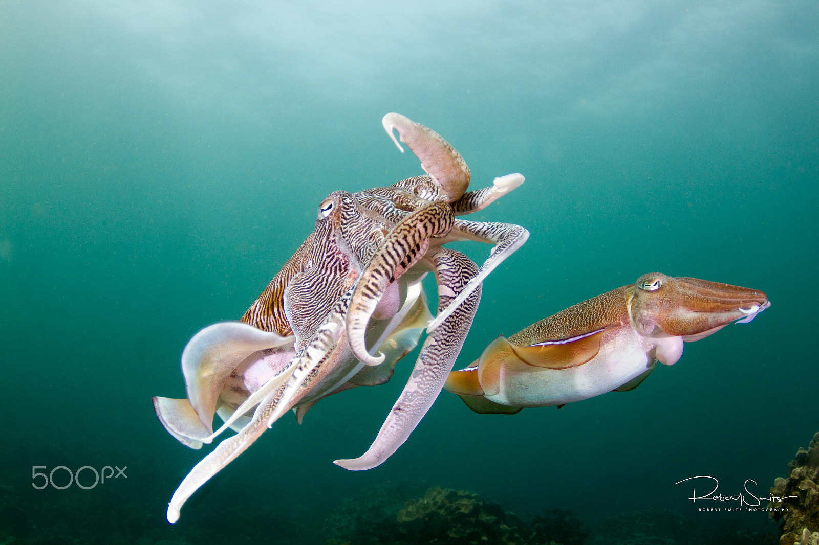 Canon EOS 7D sample photo. Cuttlefish hanging around photography