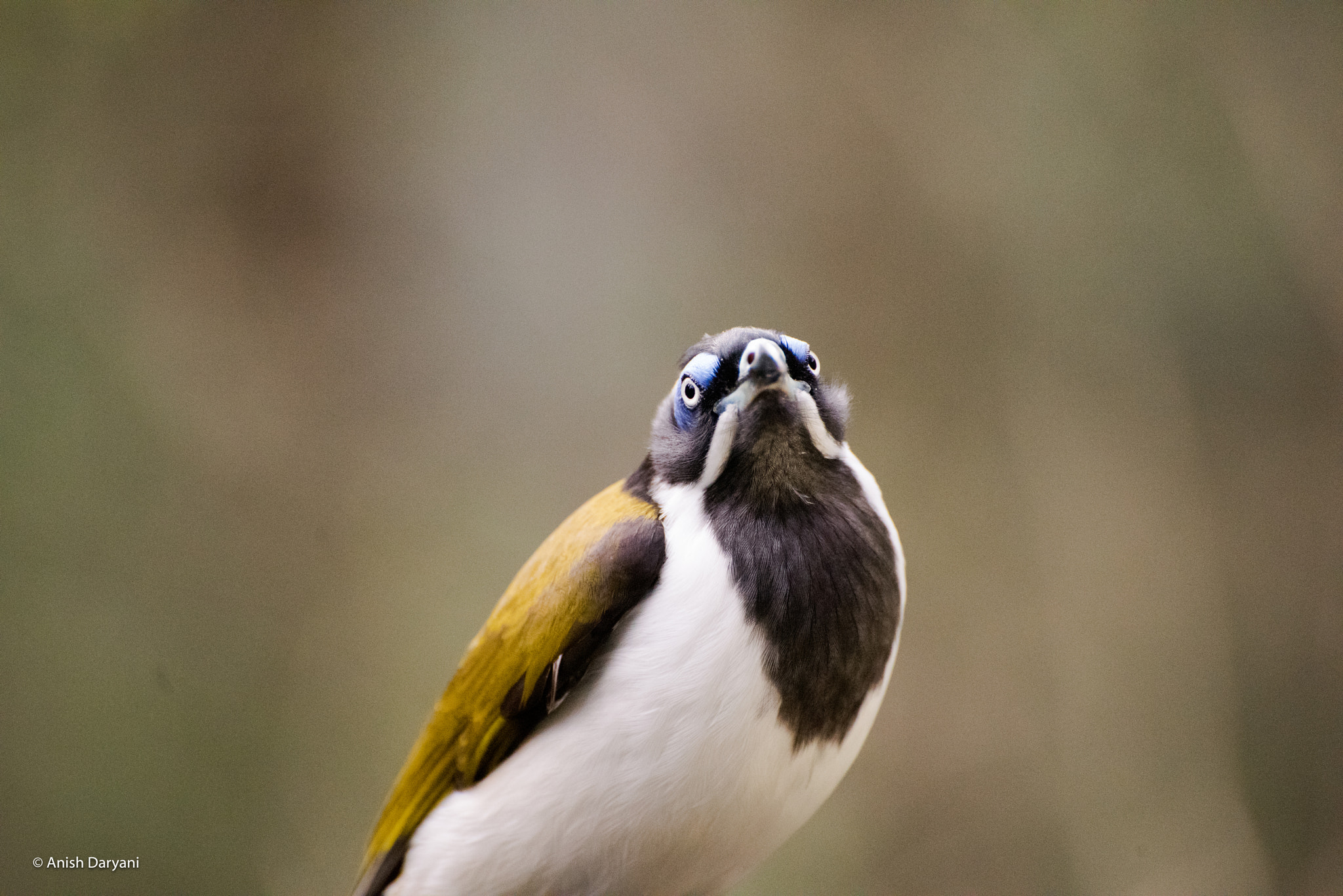 Nikon D810 sample photo. "what are you looking at, huh!" photography