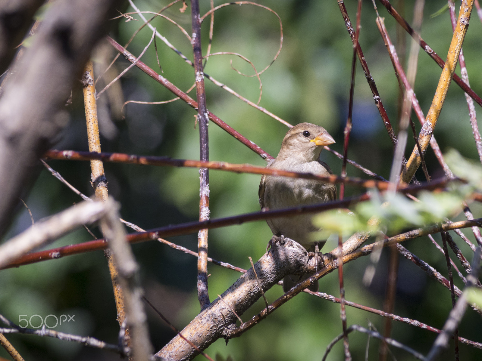 Olympus OM-D E-M1 sample photo. Sparrow bird in nature photography