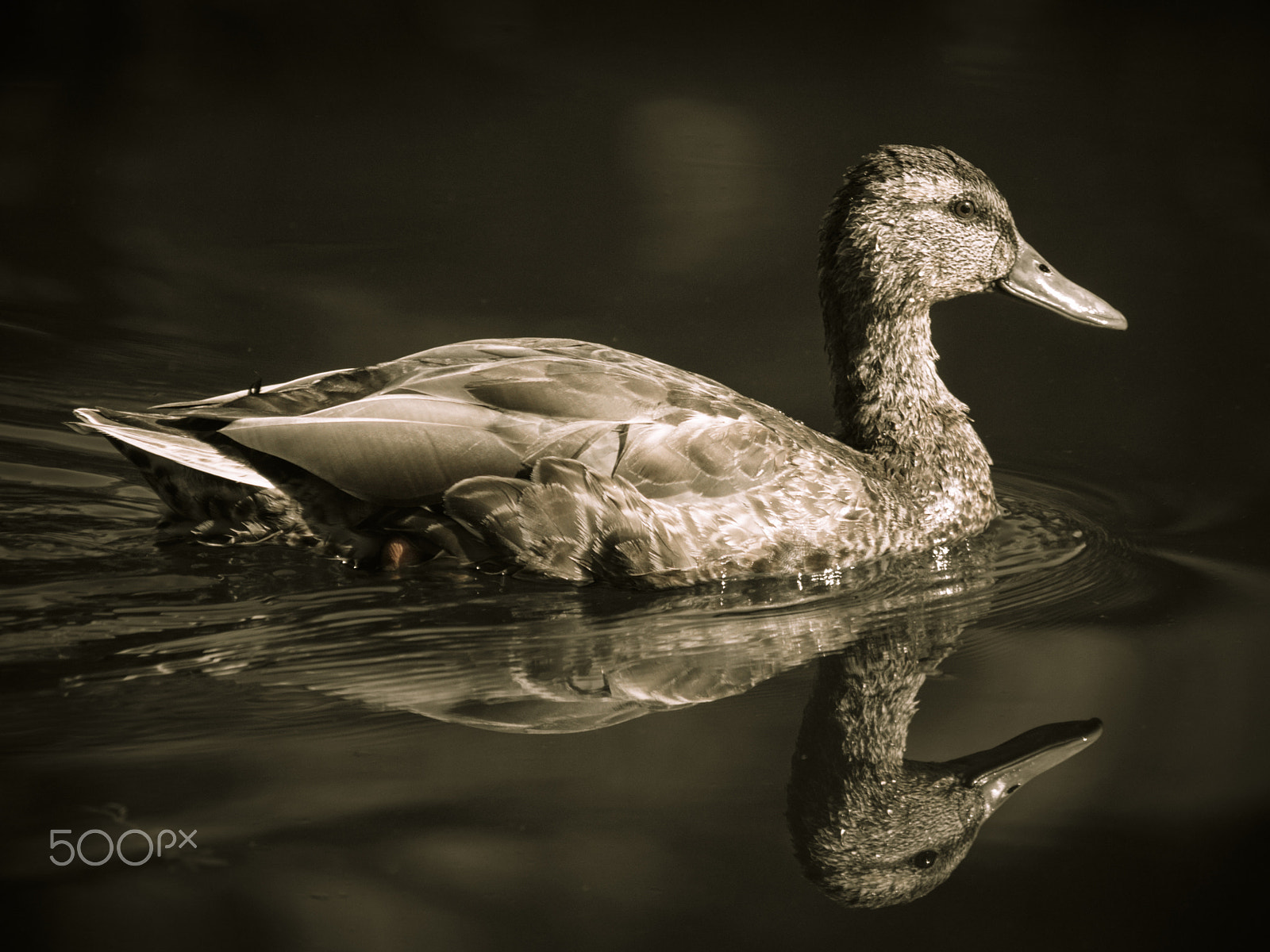 Olympus OM-D E-M1 sample photo. Duck on water photography