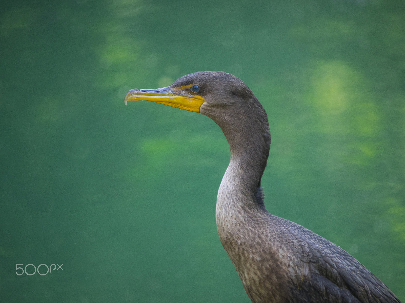 Olympus OM-D E-M1 sample photo. Animal in nature photography