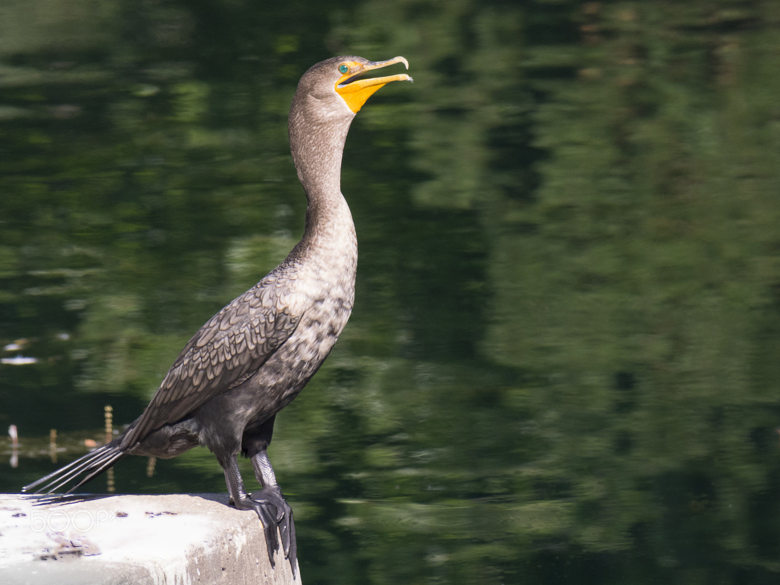 Olympus OM-D E-M1 sample photo. Animal in nature photography