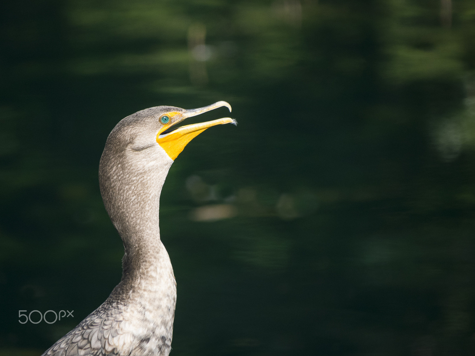 Olympus OM-D E-M1 sample photo. Cormorant bird near water photography