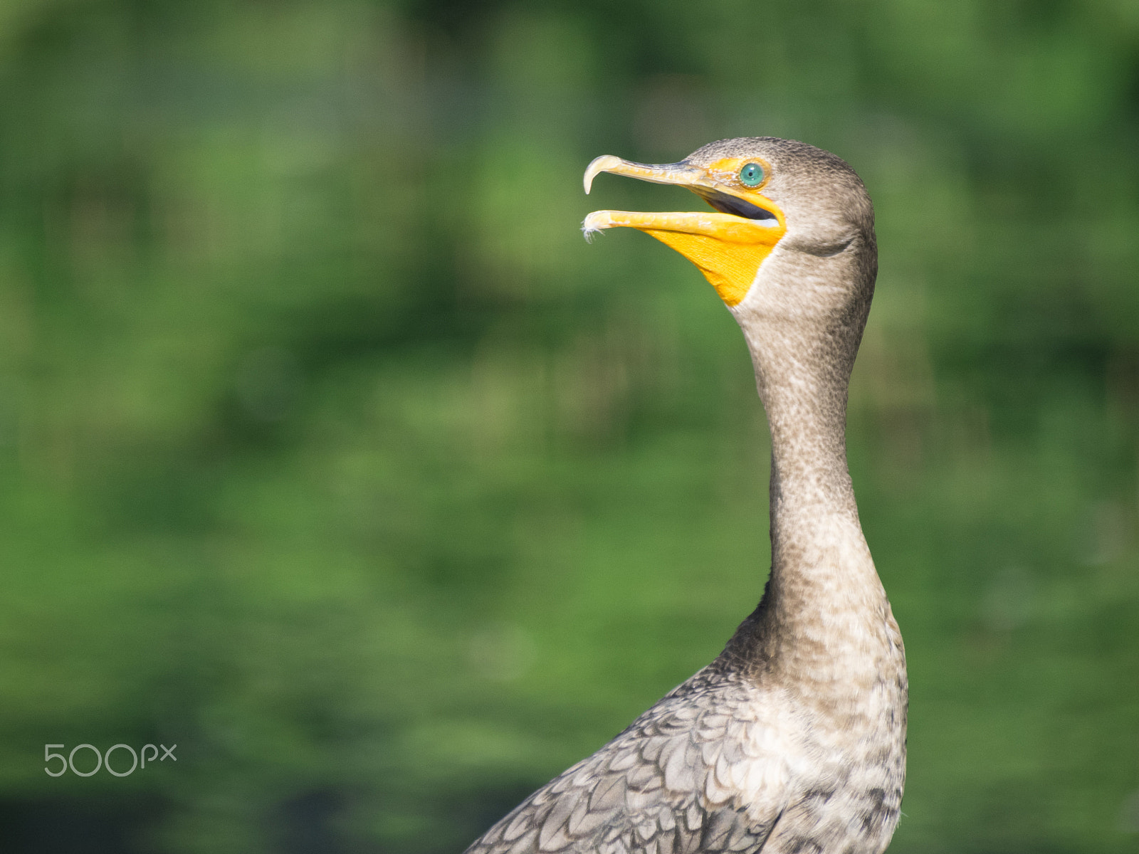 Olympus OM-D E-M1 sample photo. Cormorant bird near water photography