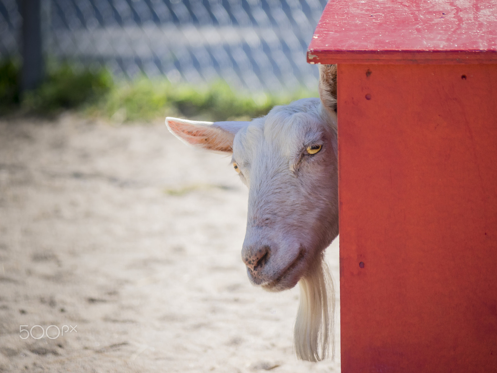 Olympus OM-D E-M1 sample photo. Whatcha looking at? photography