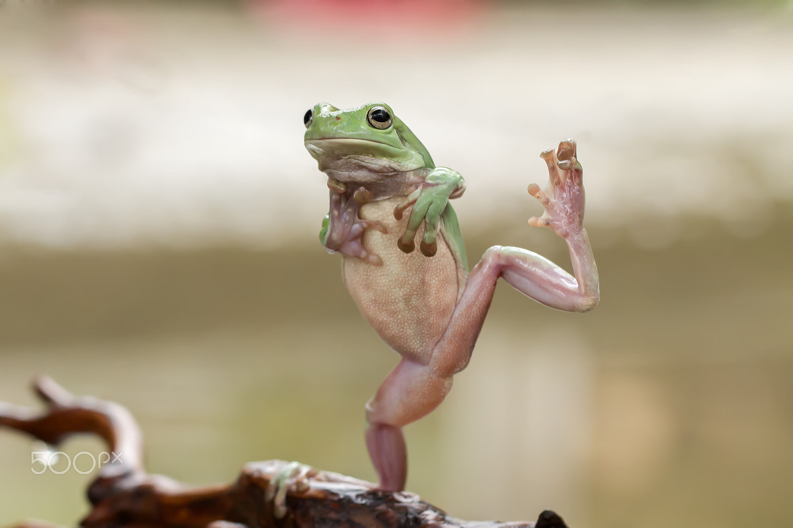 Canon EOS 550D (EOS Rebel T2i / EOS Kiss X4) sample photo. Sexy frog, dumpy, frog, dumpy frog, green, sexy photography