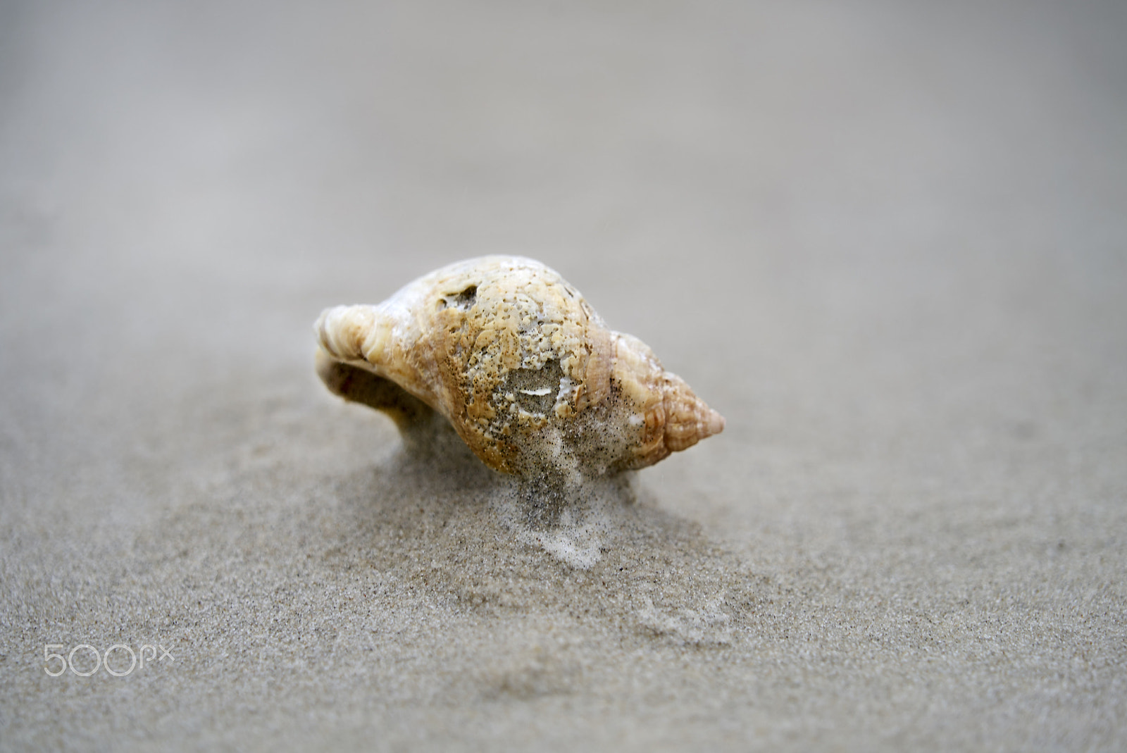 Sony a7S sample photo. Empty snail house on a sandy beach photography