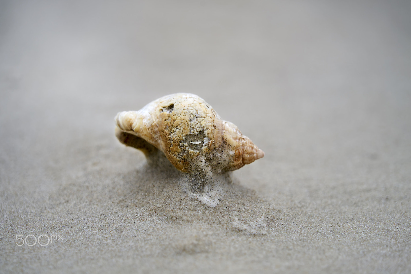 Sony FE 24-240mm F3.5-6.3 OSS sample photo. Empty snail house on a sandy beach photography