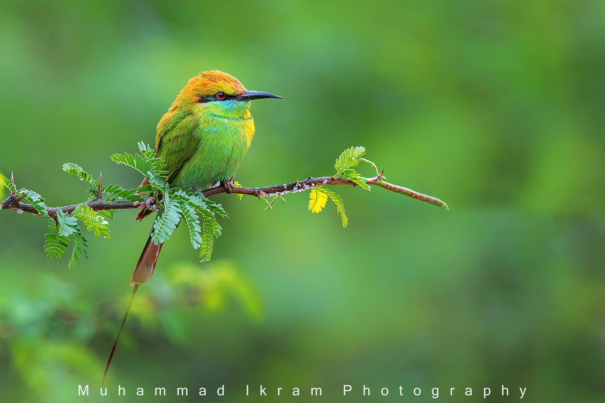 Canon EOS 7D Mark II sample photo. Green bee eater photography