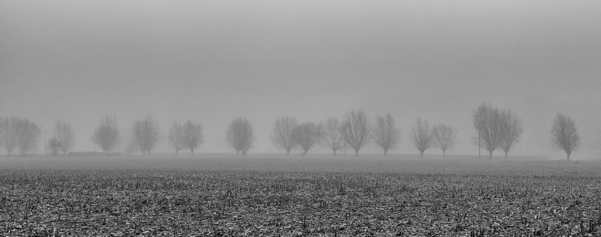 Canon EOS 750D (EOS Rebel T6i / EOS Kiss X8i) sample photo. Treeline photography