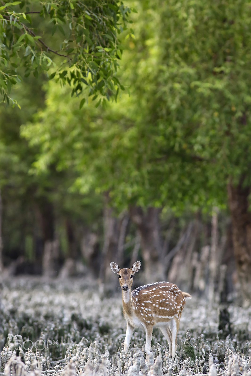Canon EF 300mm F4L IS USM sample photo. The chital or cheetal (axis axis) photography