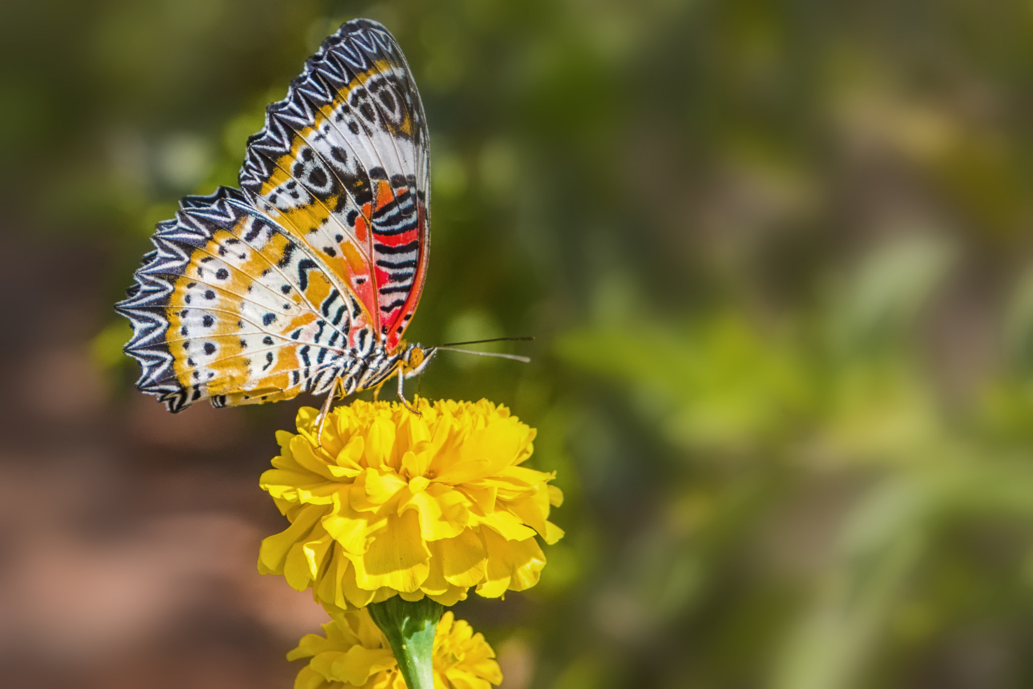 Nikon D500 sample photo. Butterfly - corrected, mayamar photography