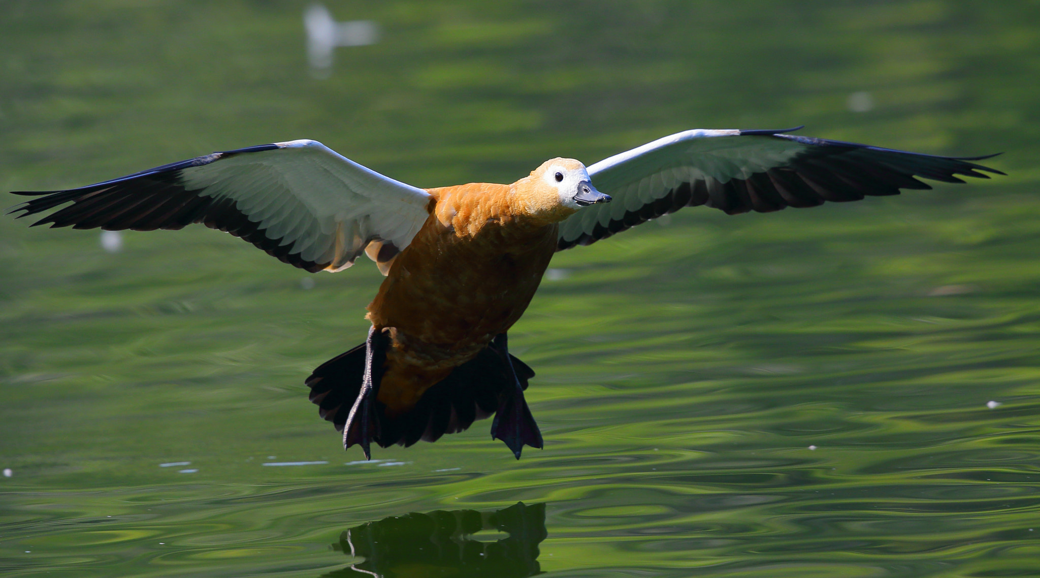 Canon EOS-1D X sample photo. Tadorna ferruginea flew photography