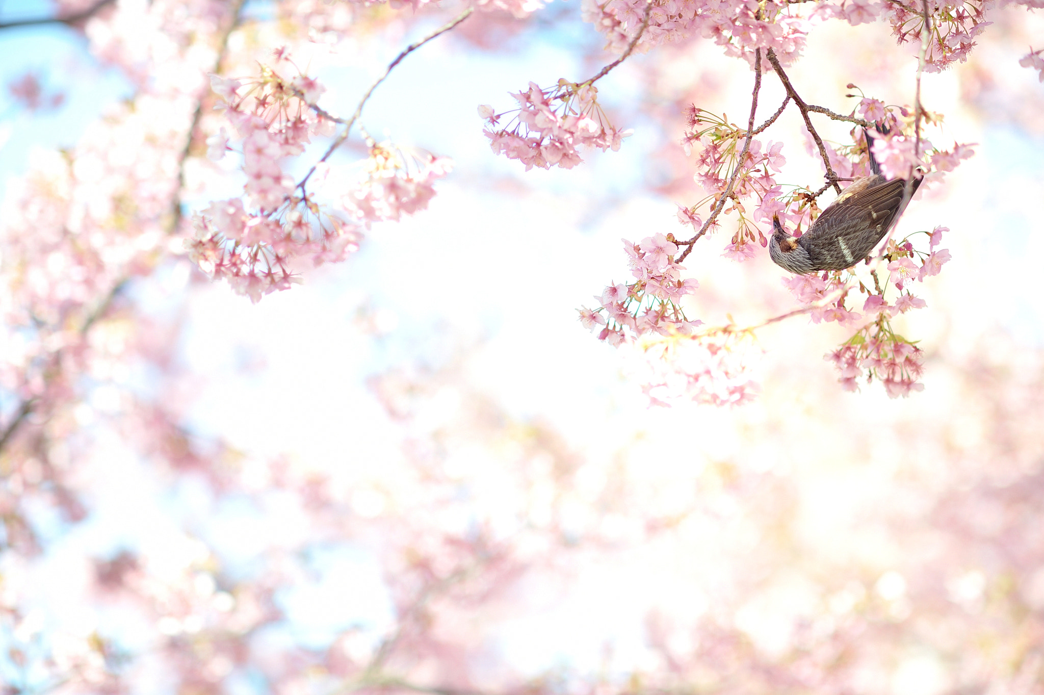 AF DC-Nikkor 135mm f/2D sample photo. Swinging photography