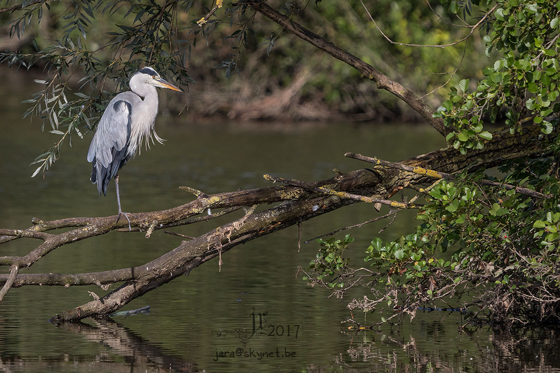 Canon EOS 7D Mark II + Canon EF 300mm F2.8L IS USM sample photo. Heron_4a7a6537 photography
