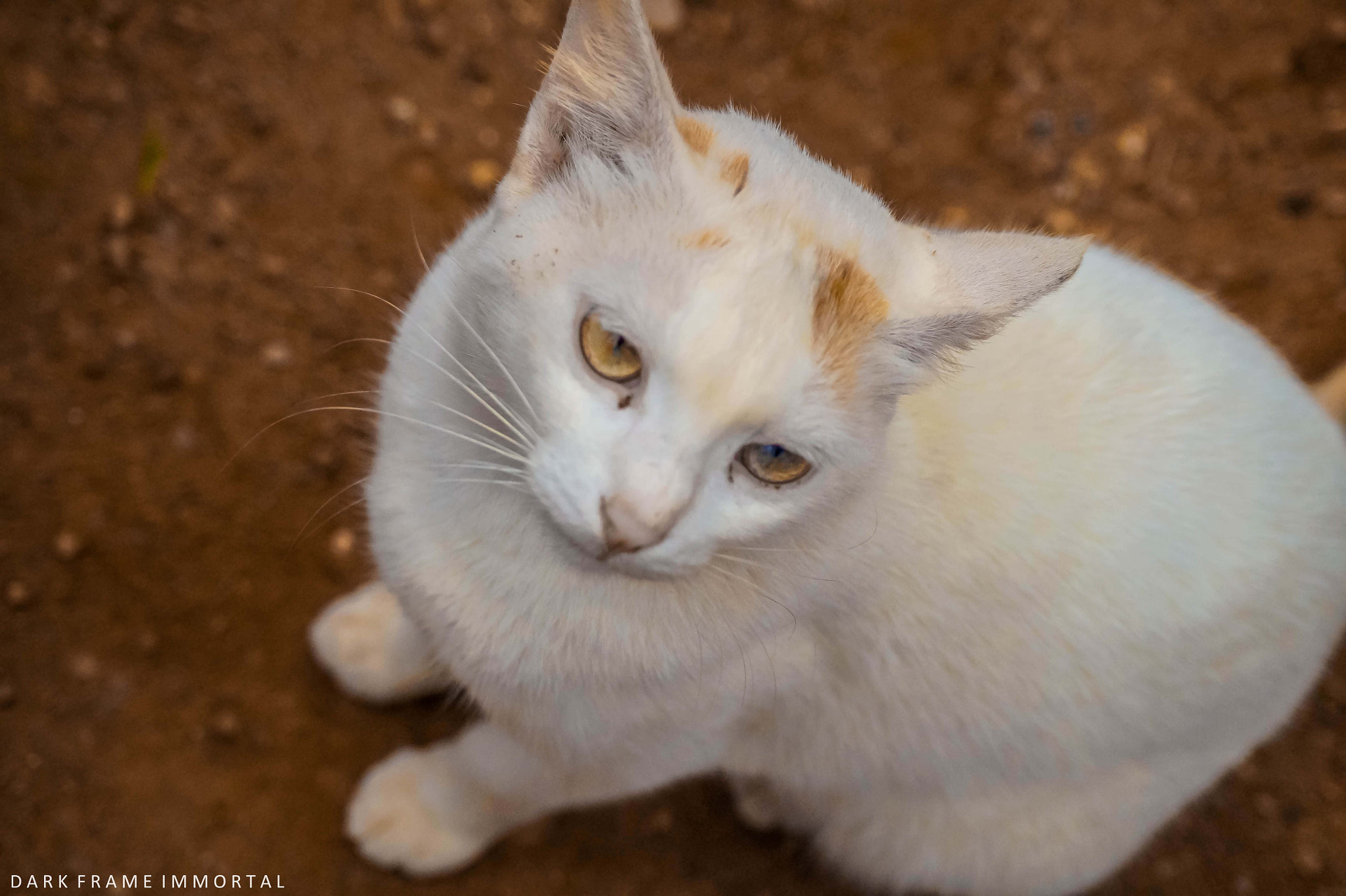 Sony SLT-A58 + Sony DT 55-200mm F4-5.6 SAM sample photo. Inocent stare  photography
